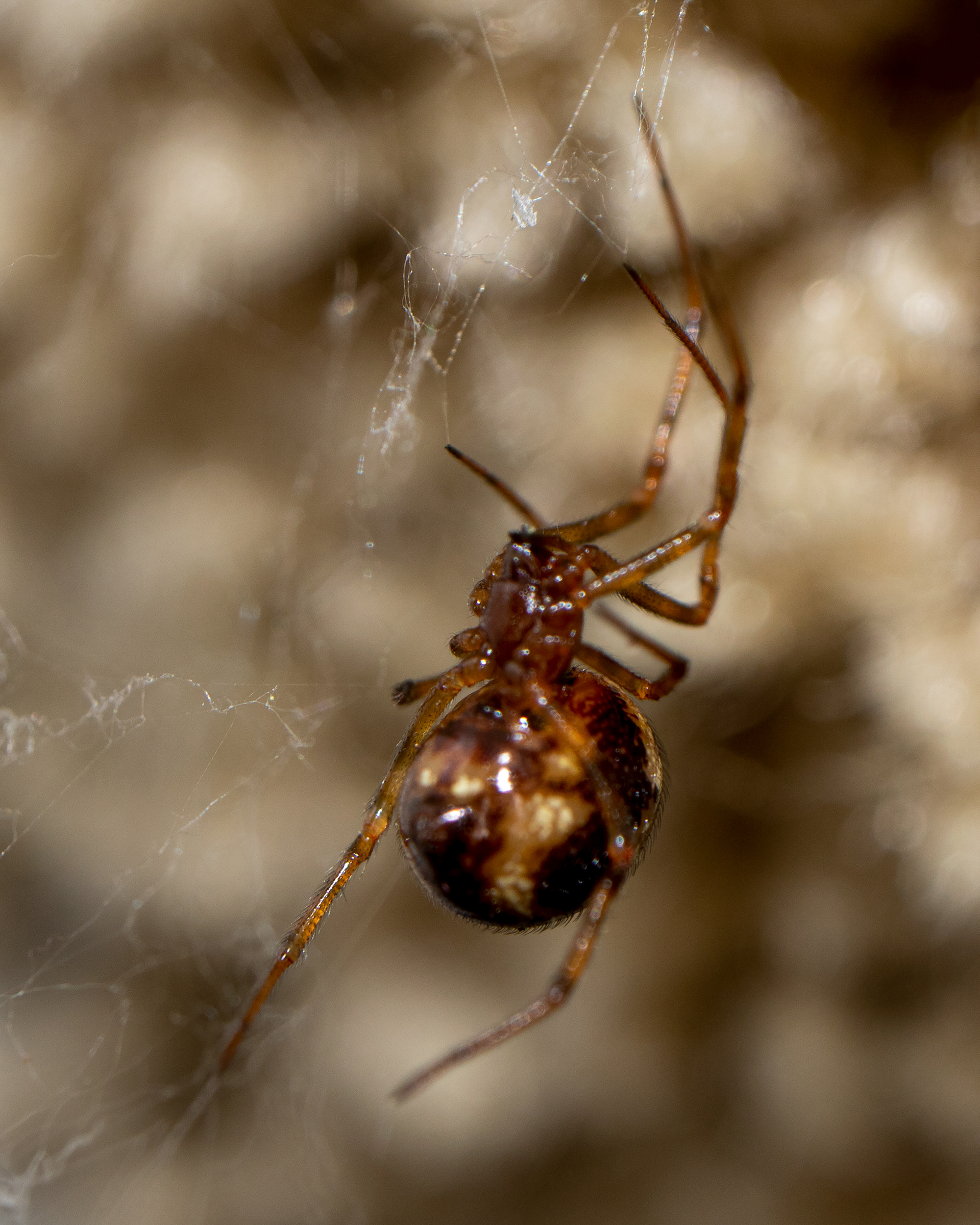 Cobweb spider.