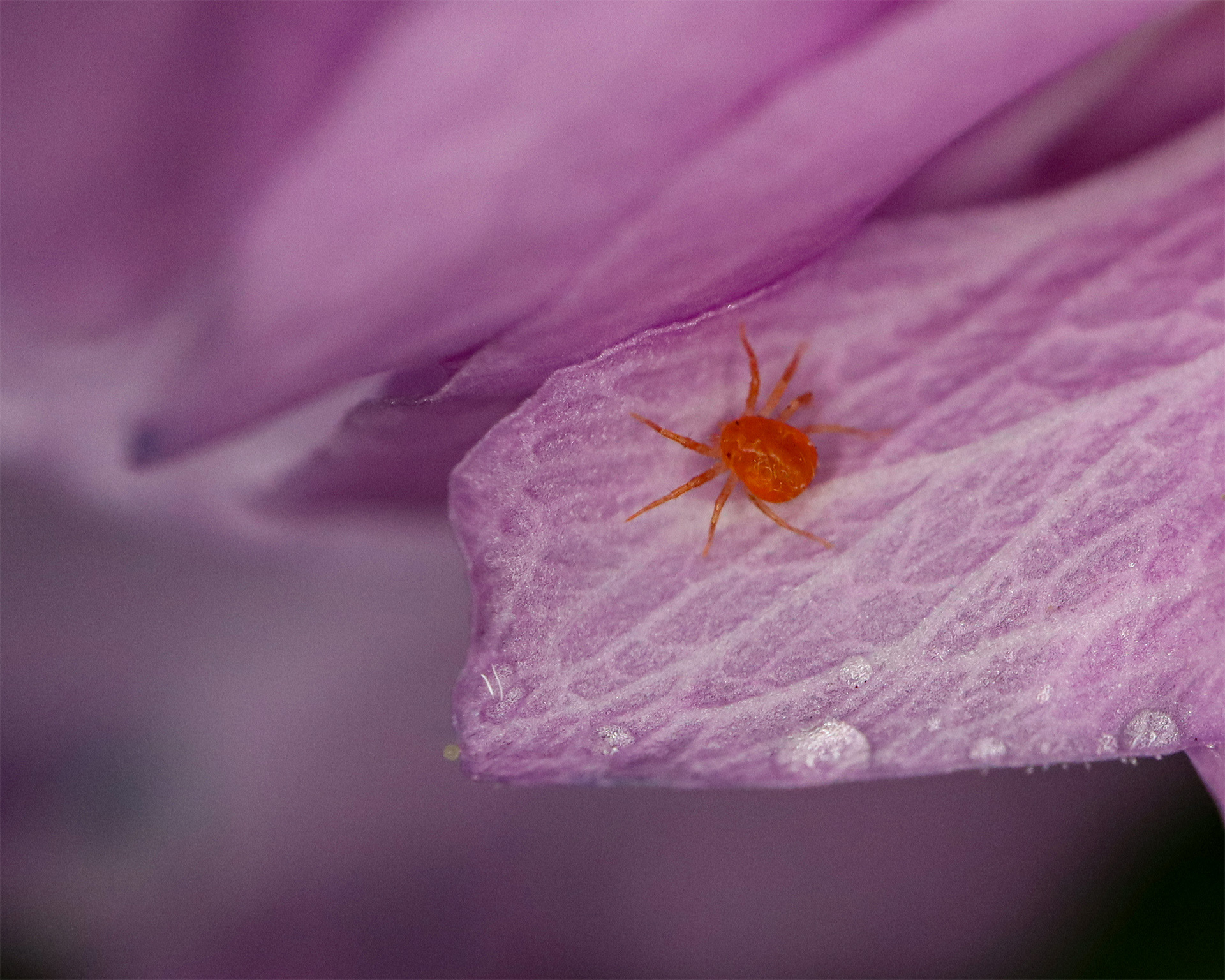 Red spider mite.
