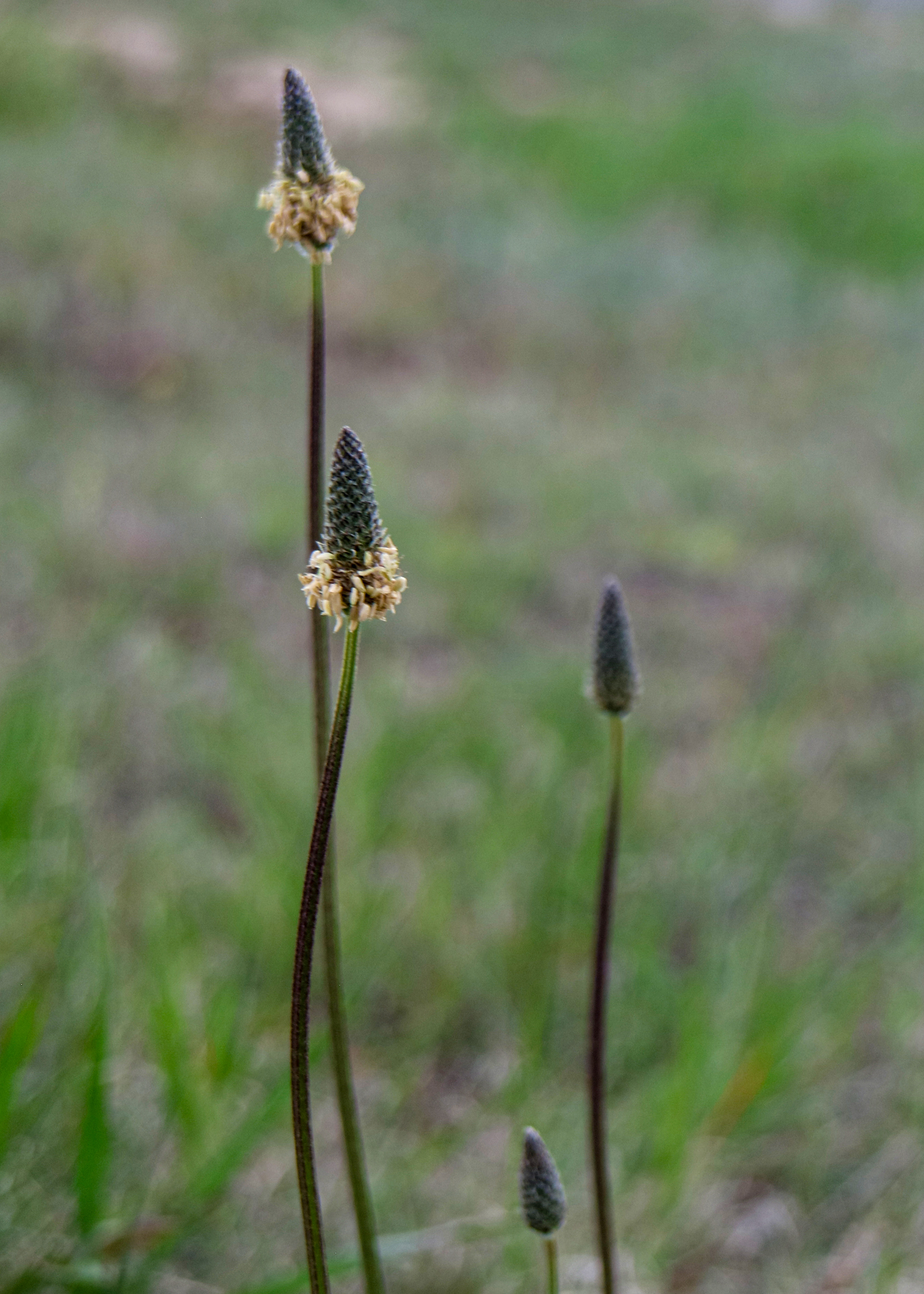Graceful weeds.