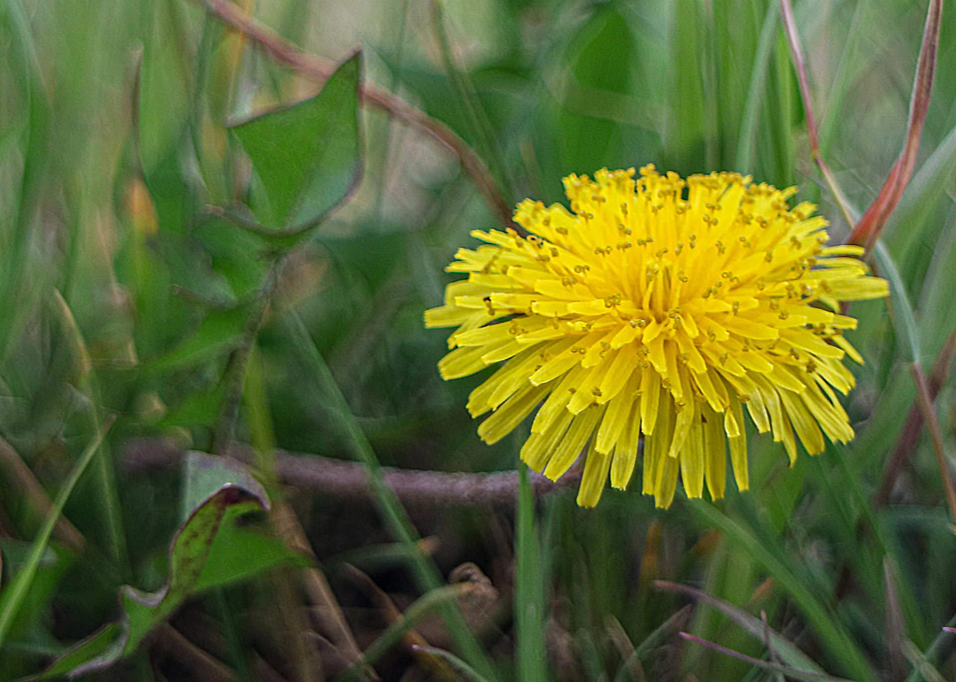 Dandelion.
