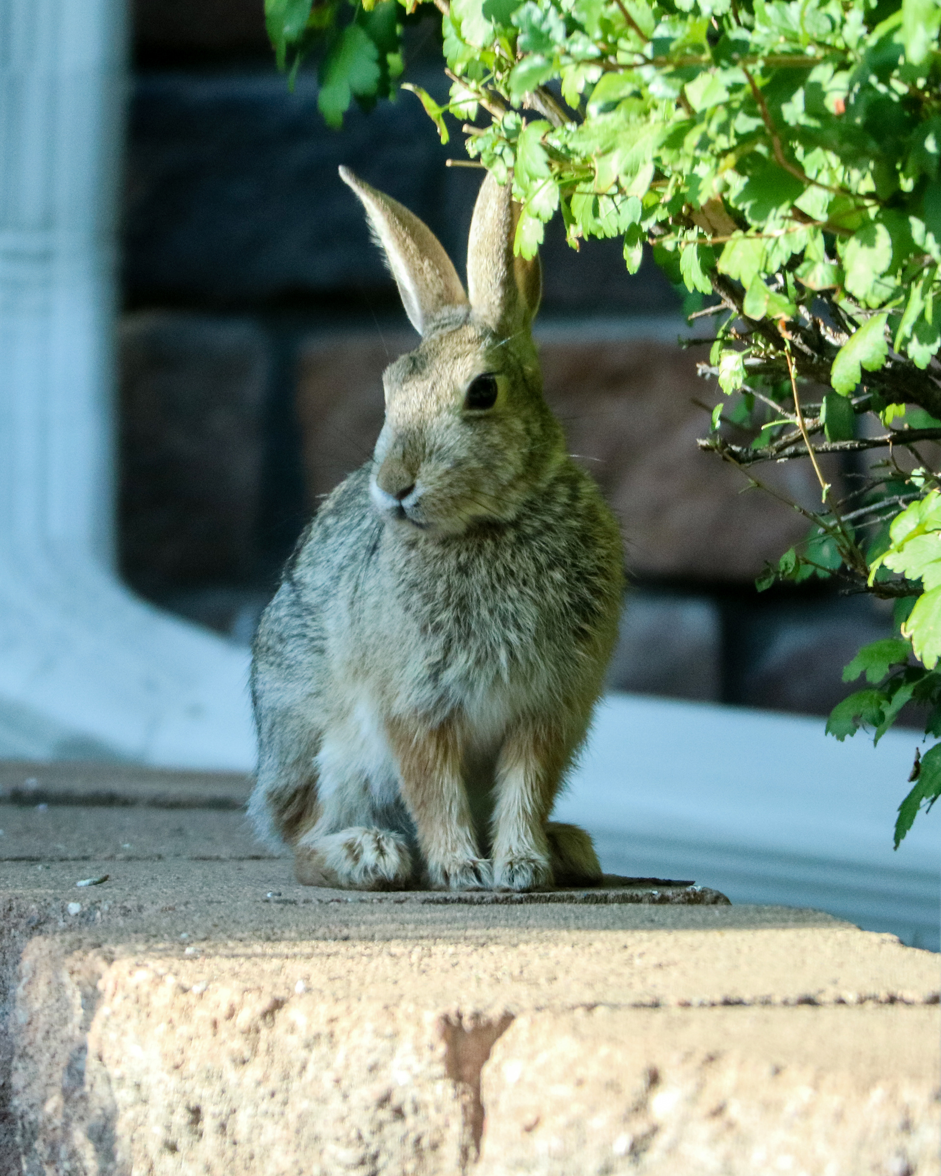 Suburban wildlife.