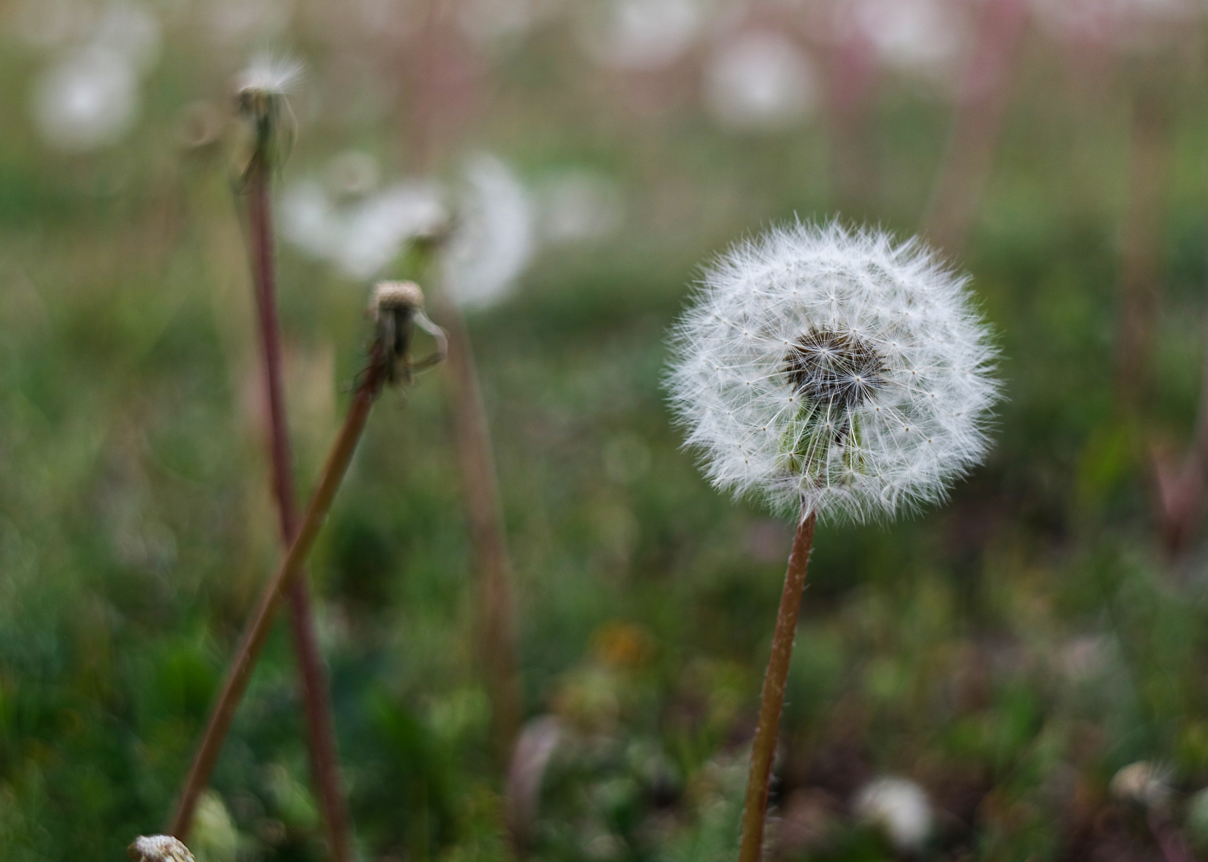 Dandelions.