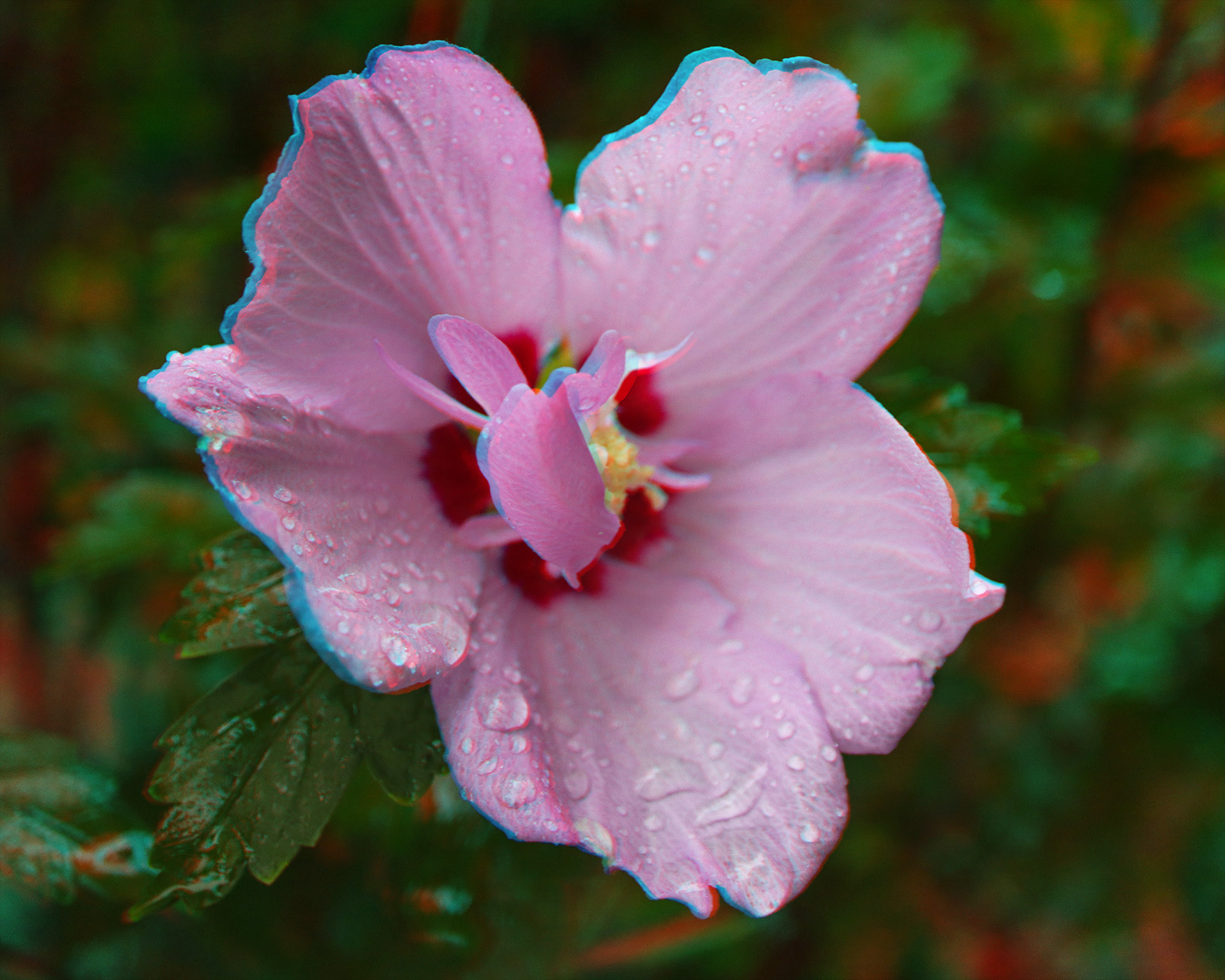 Pink flower on a rainy day.