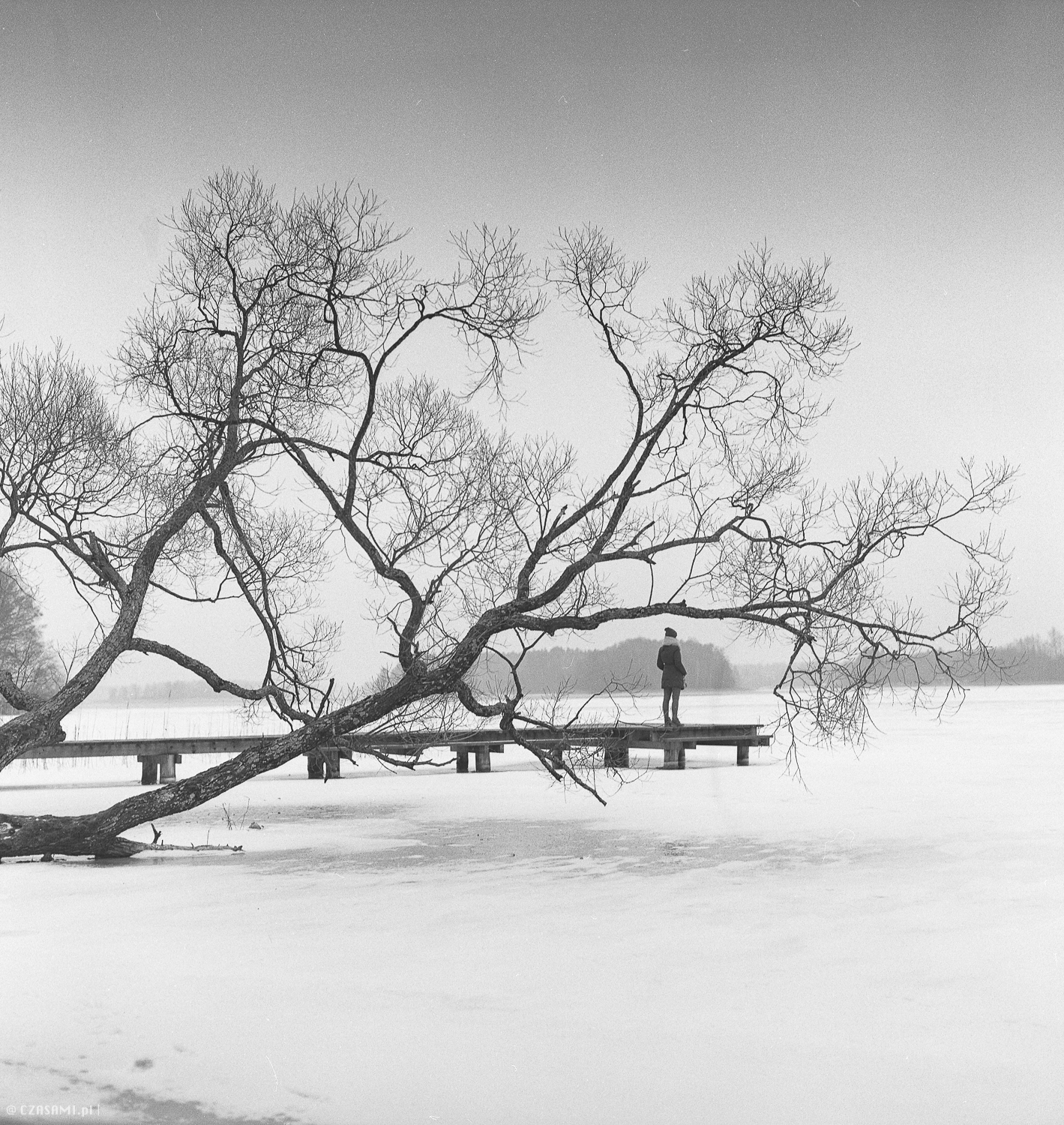 Hasselblad 500C. Kodak trix 400. Wywołany i skanowany w domu. Kodak D76. Epson v550