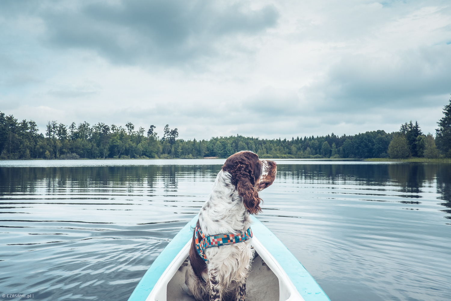 Piksel Angielski Springer Spaniel w kajaku na jeziorze Glendoria. Fotografia CZASAMI.pl