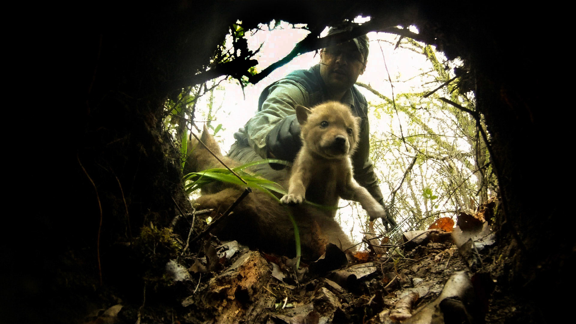 Wildlife biologist Mike Neri returns one of a litter of eight coyote puppies to their den in a west suburban forest preserve.