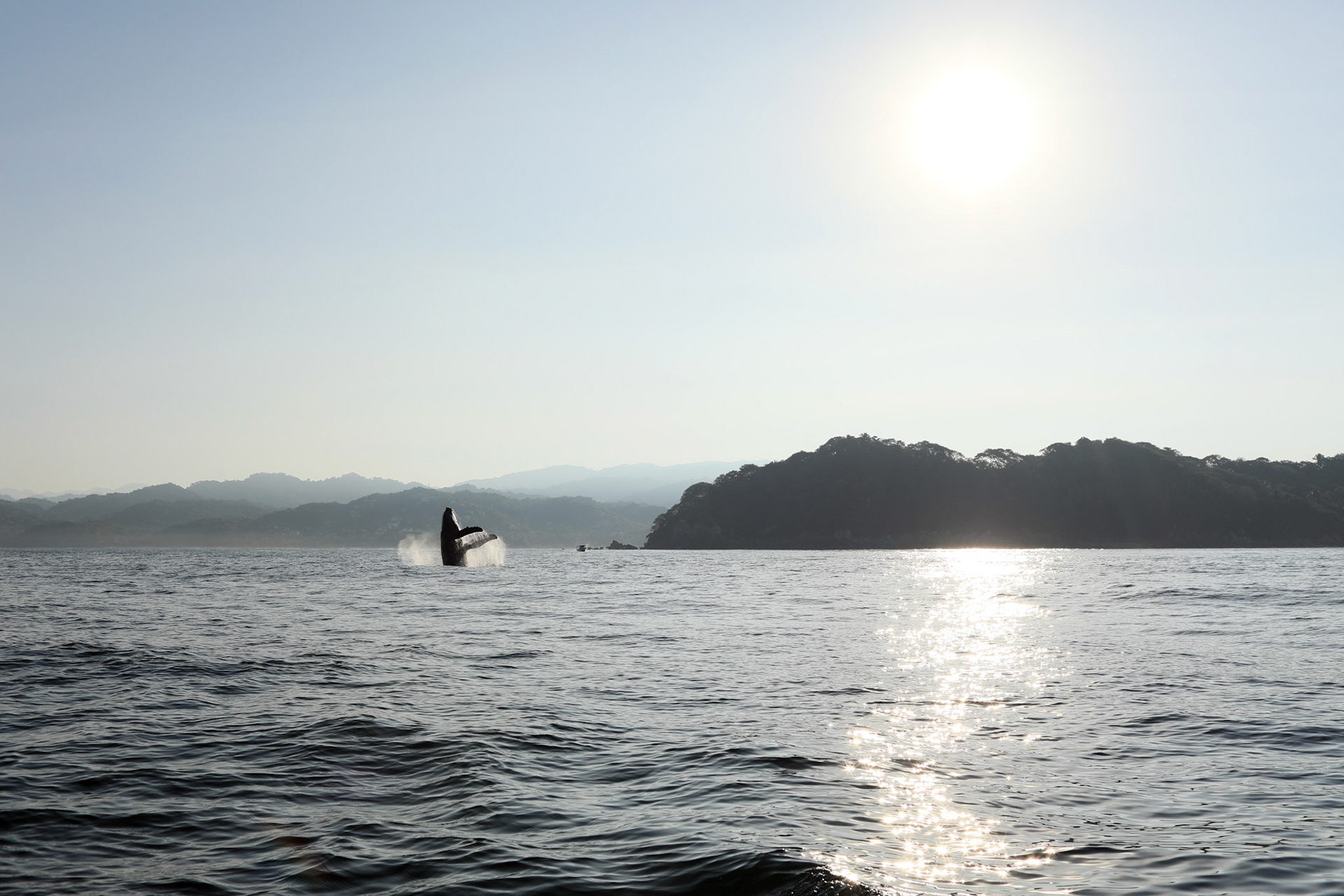 Whale breaching, Mexico