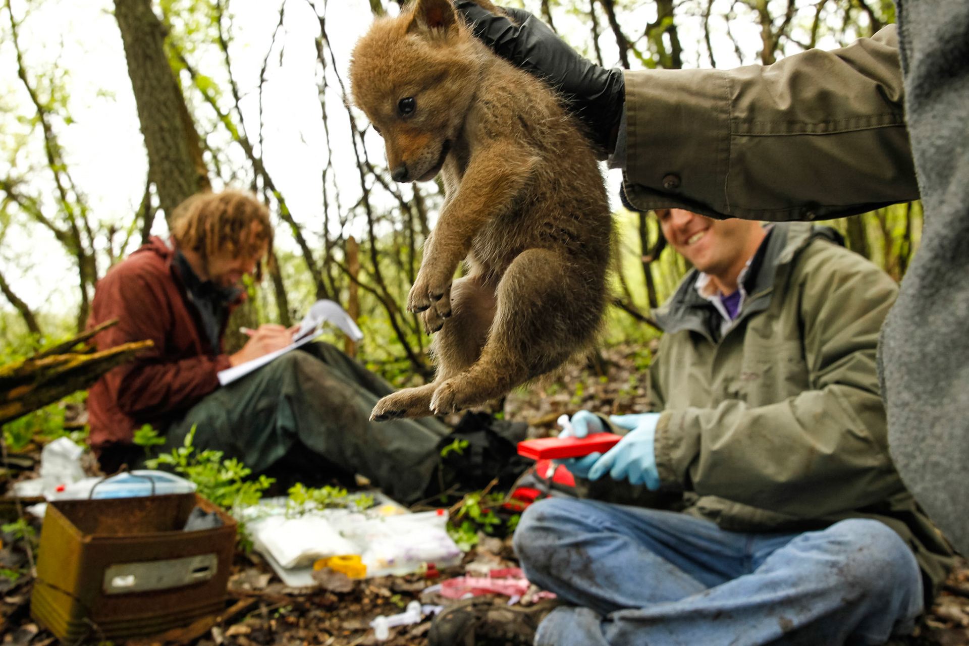 A researcher passes off a coyote puppy about 1-2 weeks old for processing after it was discovered  among a litter.
