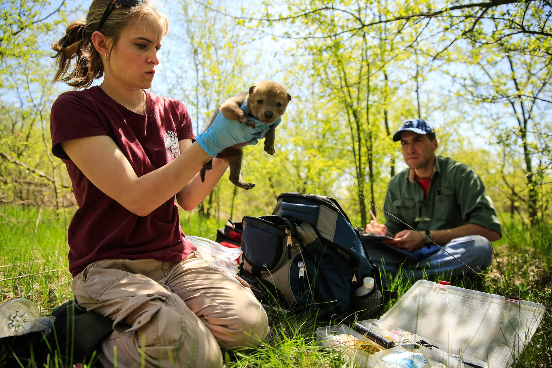 Heidi Garbe, left, Associate Research Scientist at the Max McGraw Wildlife Foundation, checks the health of one of two coyote puppies.