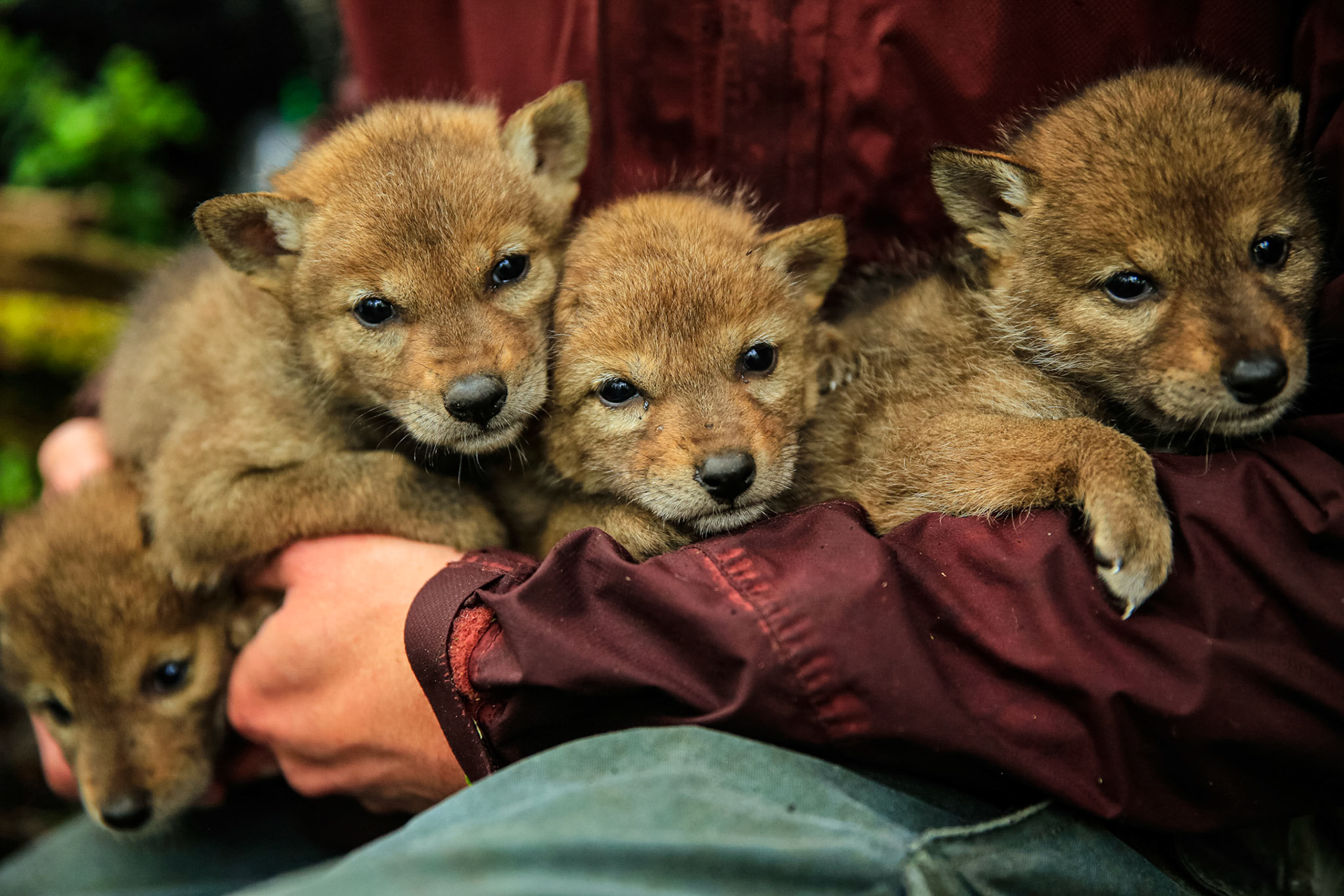 Four coyote puppies 1-2 weeks old await processing before being returned to their den.