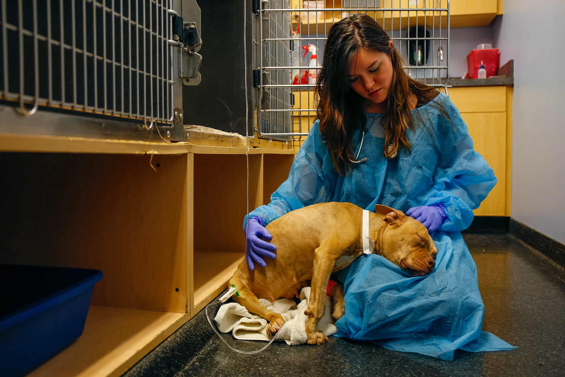 Veterinarian Sabrina Kuo comforts Sheba, a rescued, sick pit bull terrier at Animal Care Center in Chicago.(ChicagoTribune)