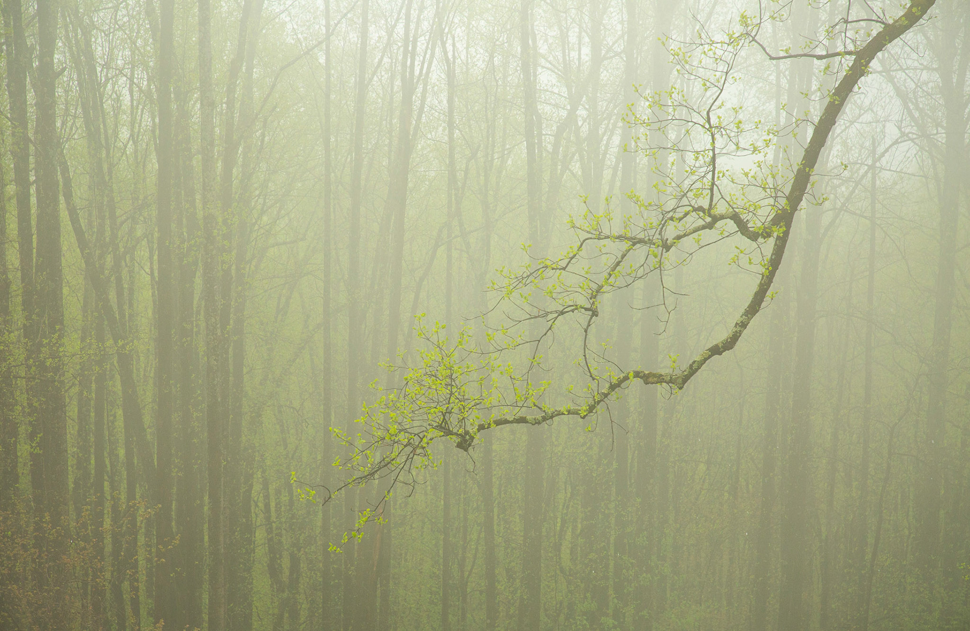 Fog in Blue Ridge Mountains