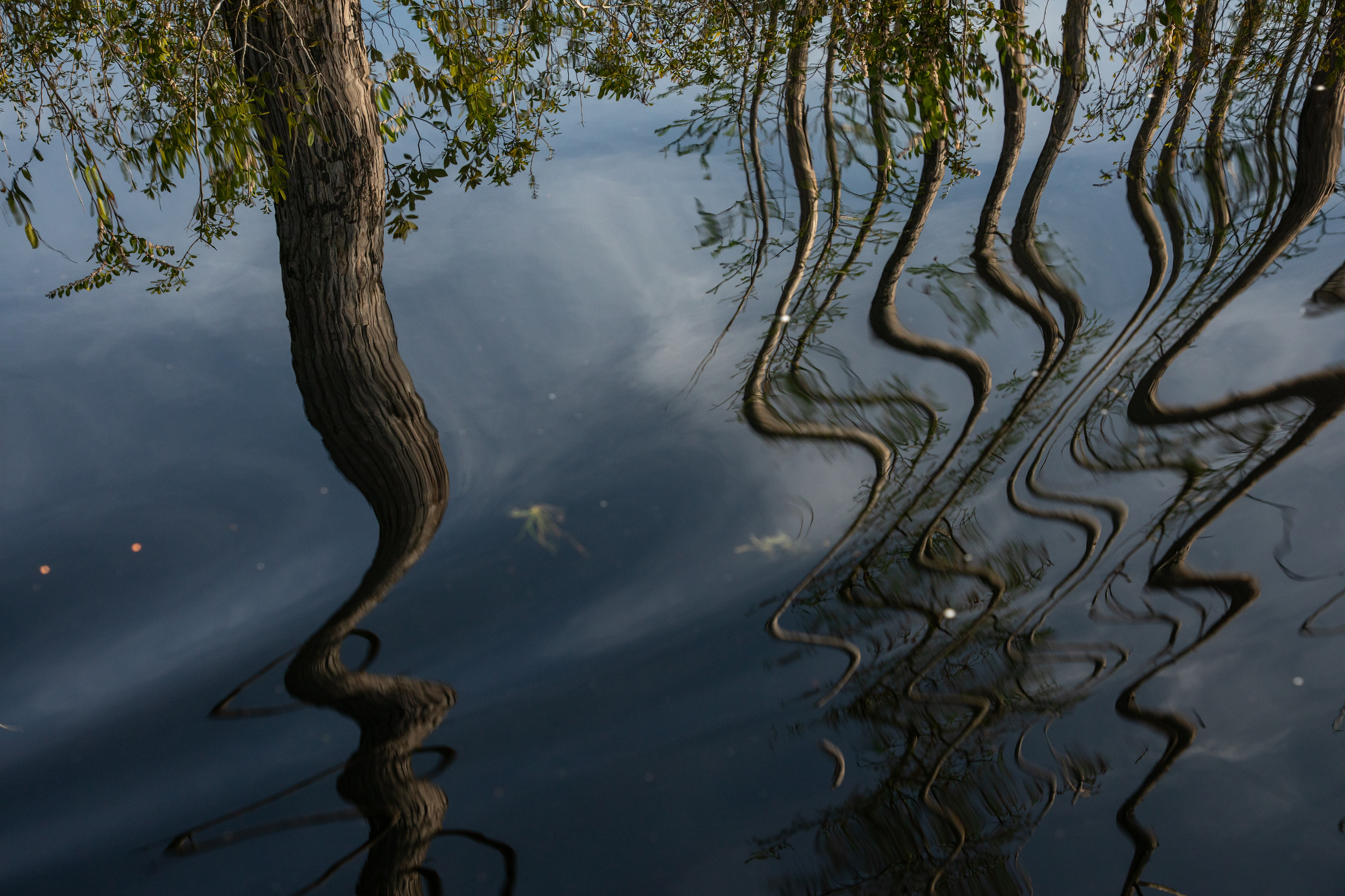 Okefenokee Swamp, Georgia