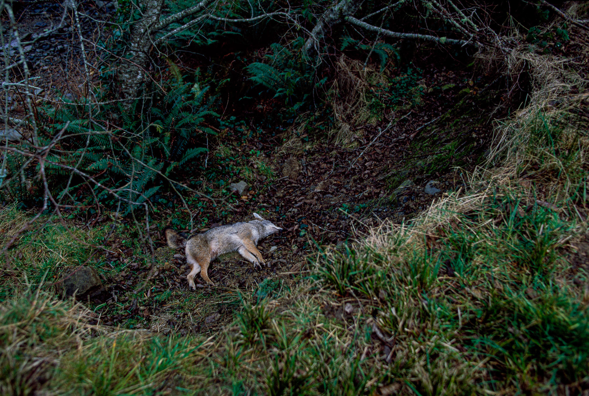 “And I killed a prairie woolf which together with the ballance of our horse beef and some crawfish…enabled us to make one more hearty meal, not knowing where the next was to be found…” Meriwether Leiws, Sept. 21, 1805, crossing the Rocky Mountains.