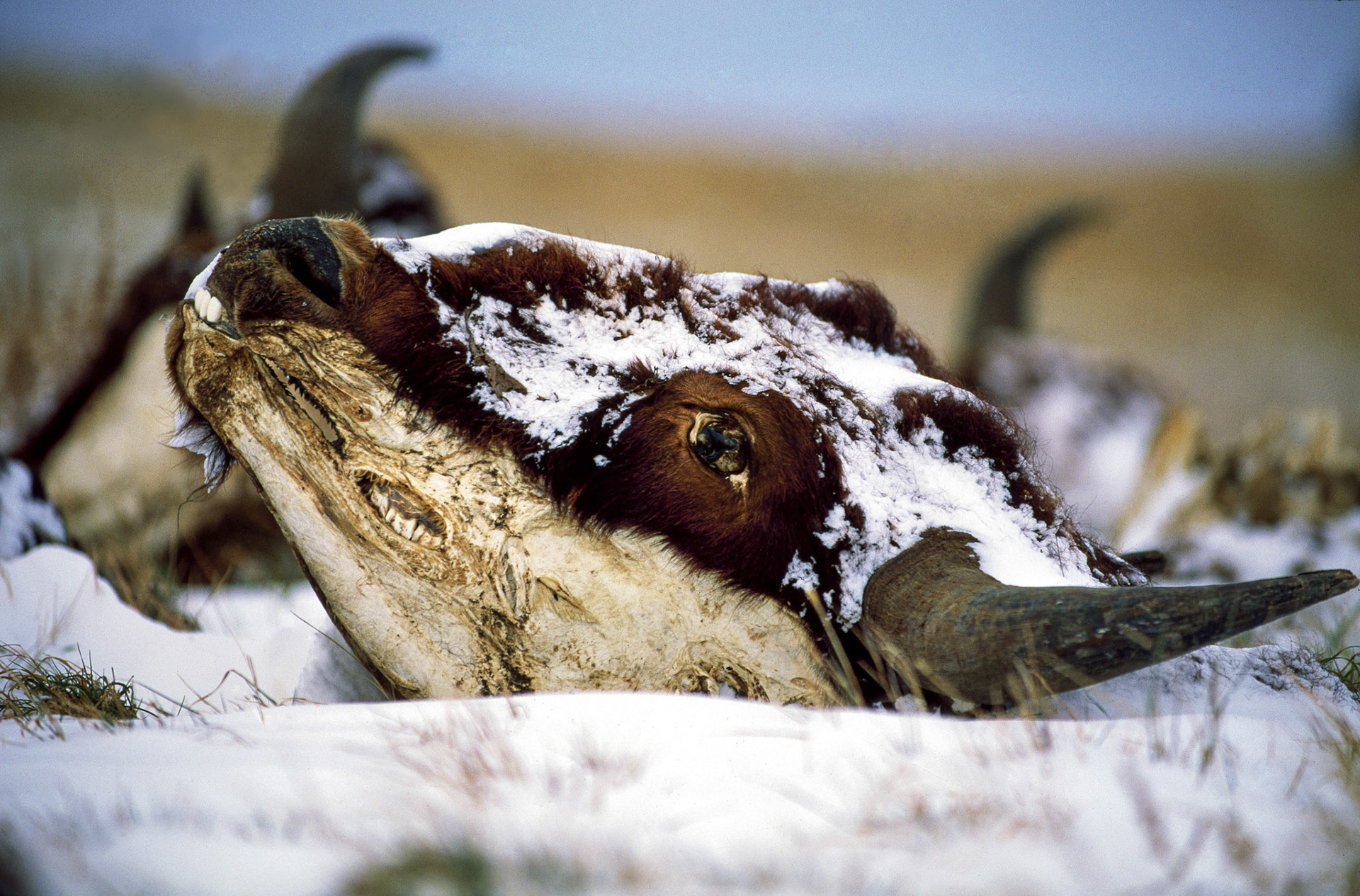 “Great numbers of Buffalow in every derection. I think 10,000 may be seen in a view.” William Clark, June 30, 1805, present-day South Dakota.