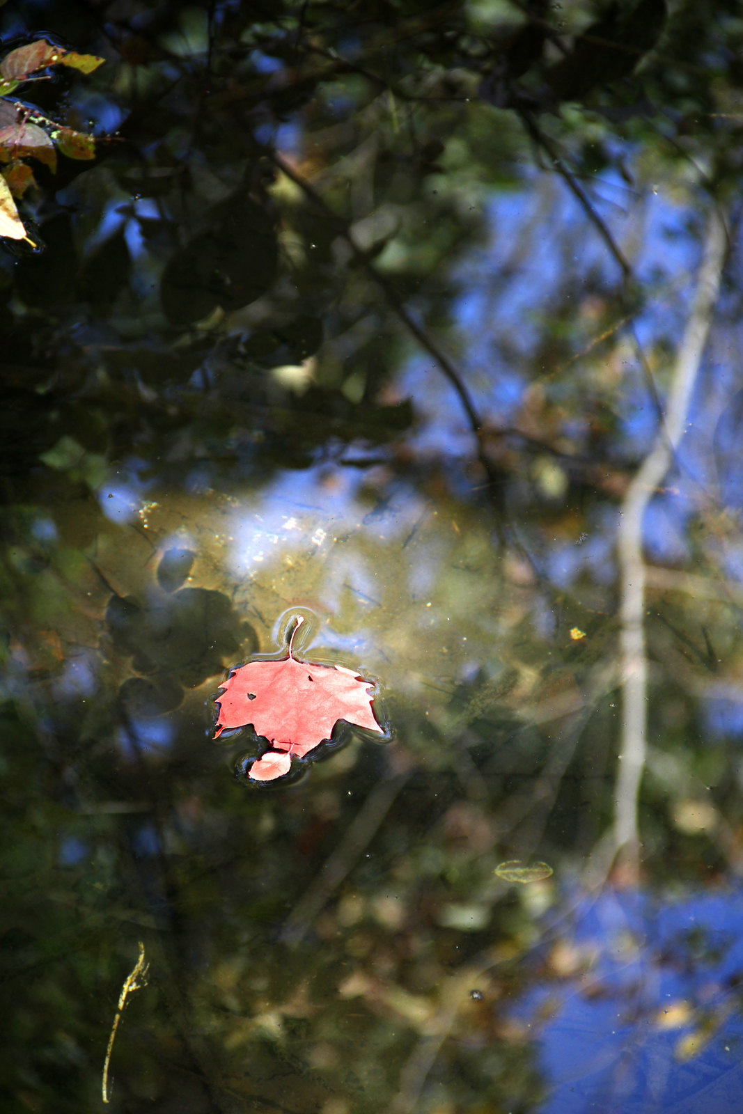 Fallen Leaf, Floating