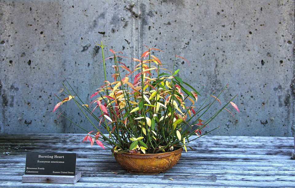 Arboretum – Blue Ridge Parkway, North Carolina