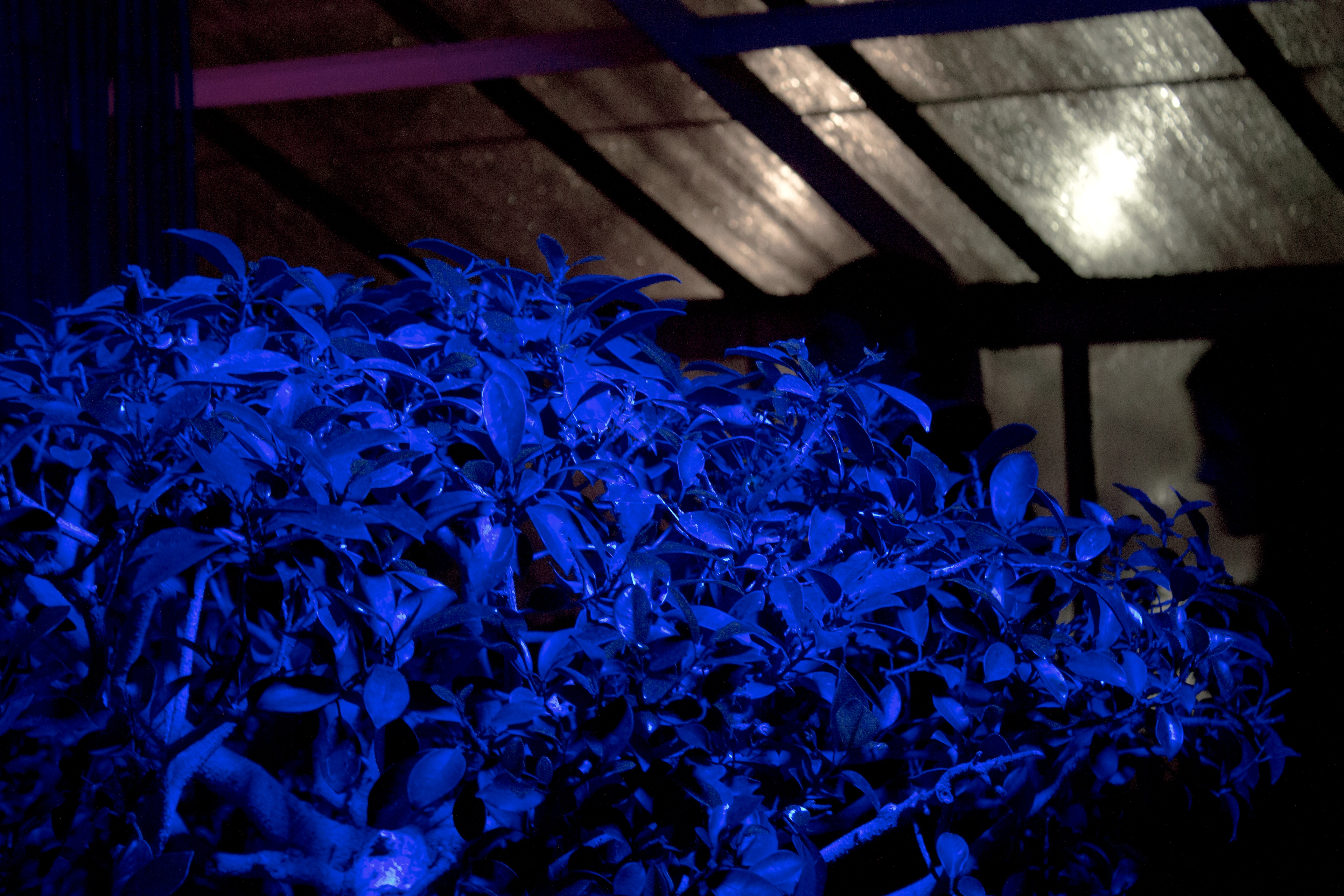 "Night Lights 3 - Blue Bush" - 2012