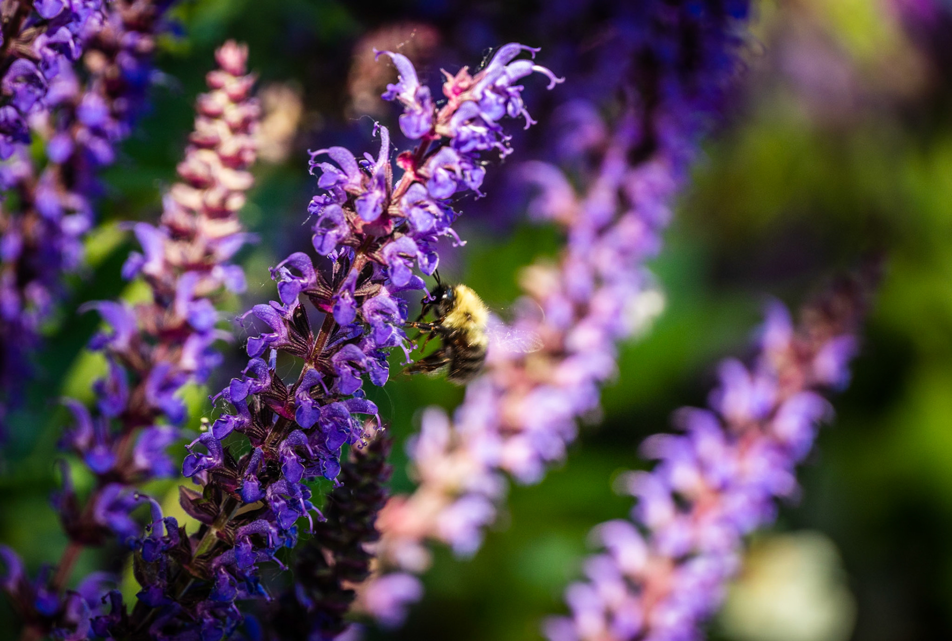 "Afternoon Buzz" - 2020