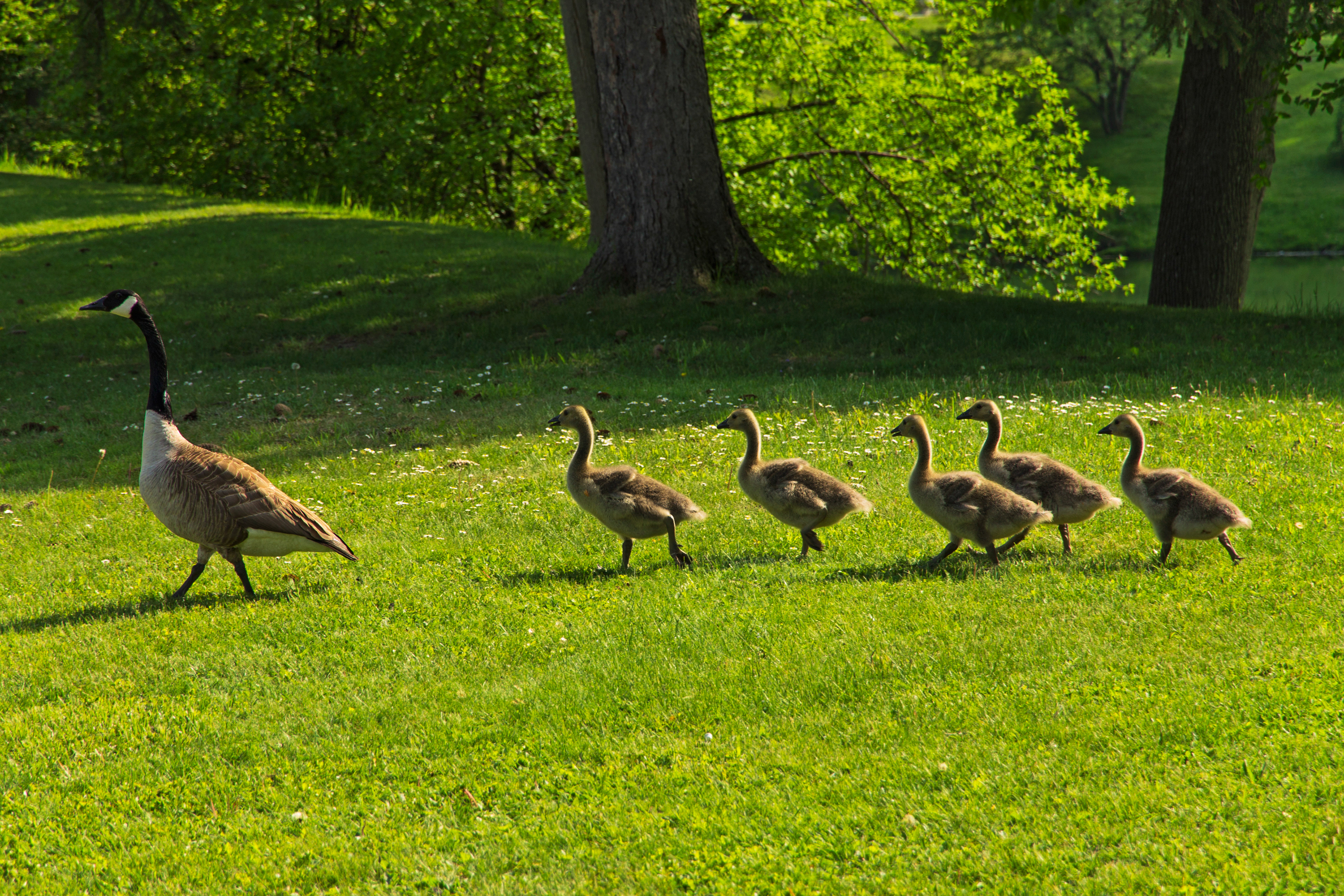 "Follow the Leader" - 2013