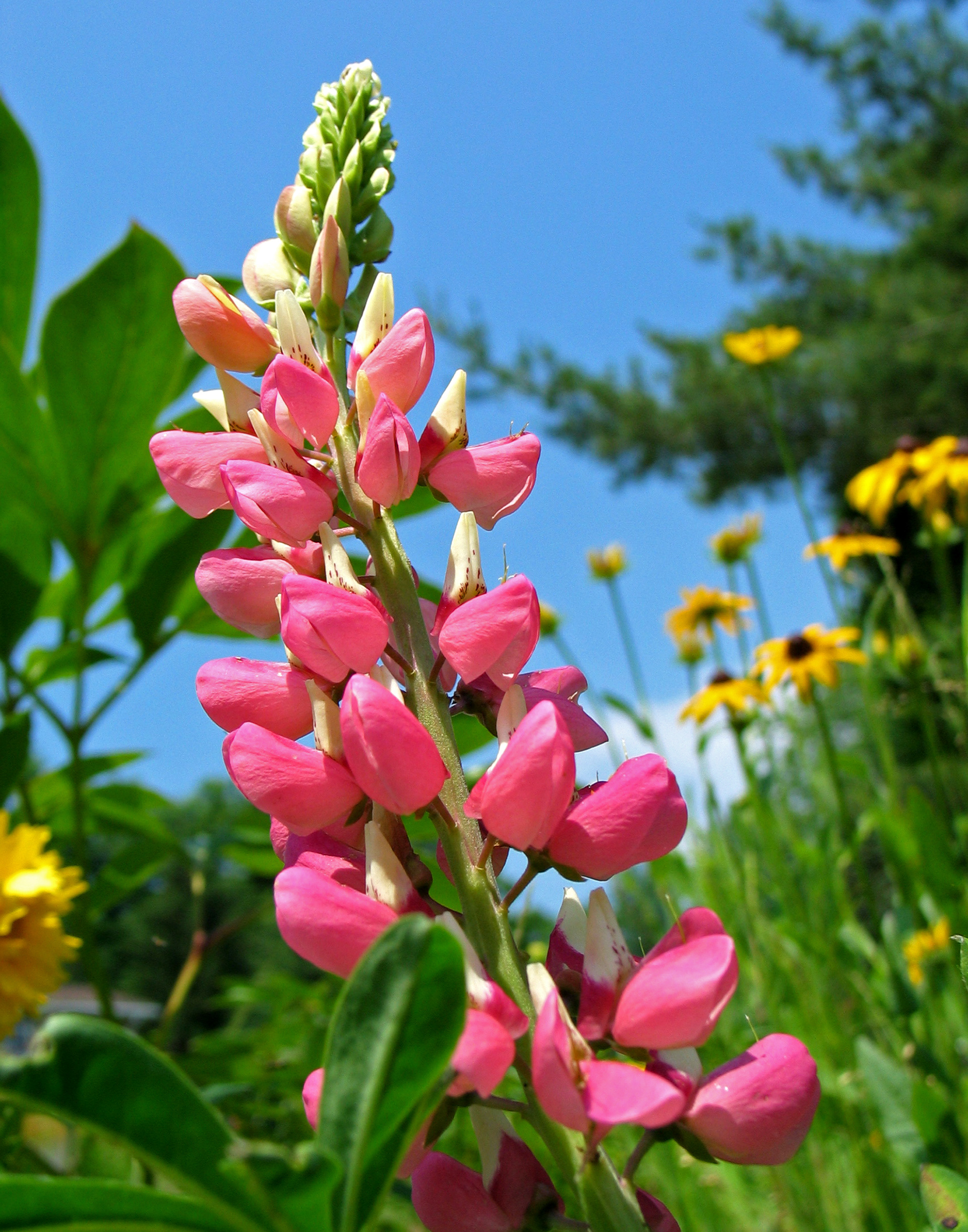 "Spire of Petals" - 2003