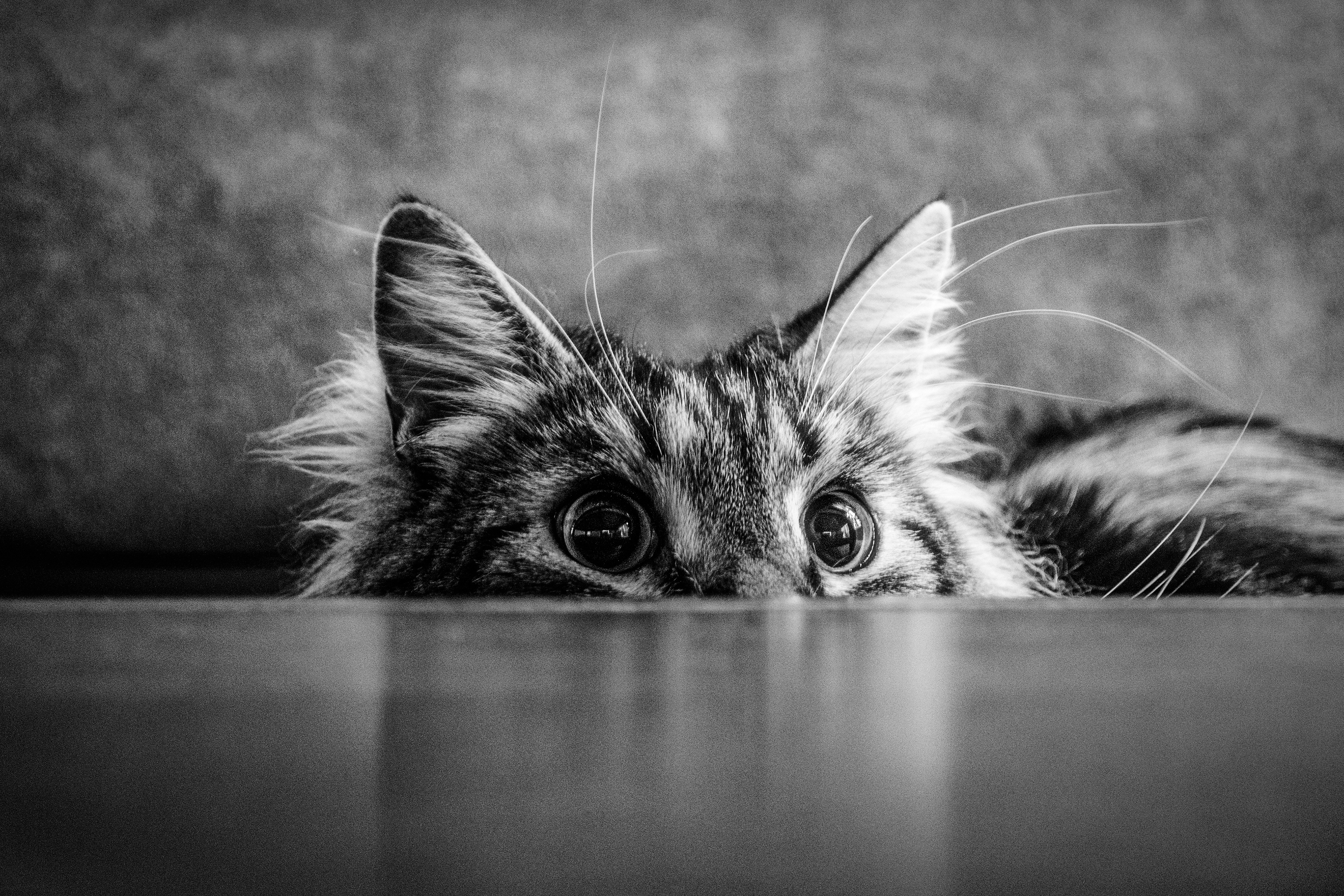"The Devil in Hiding" - 2012