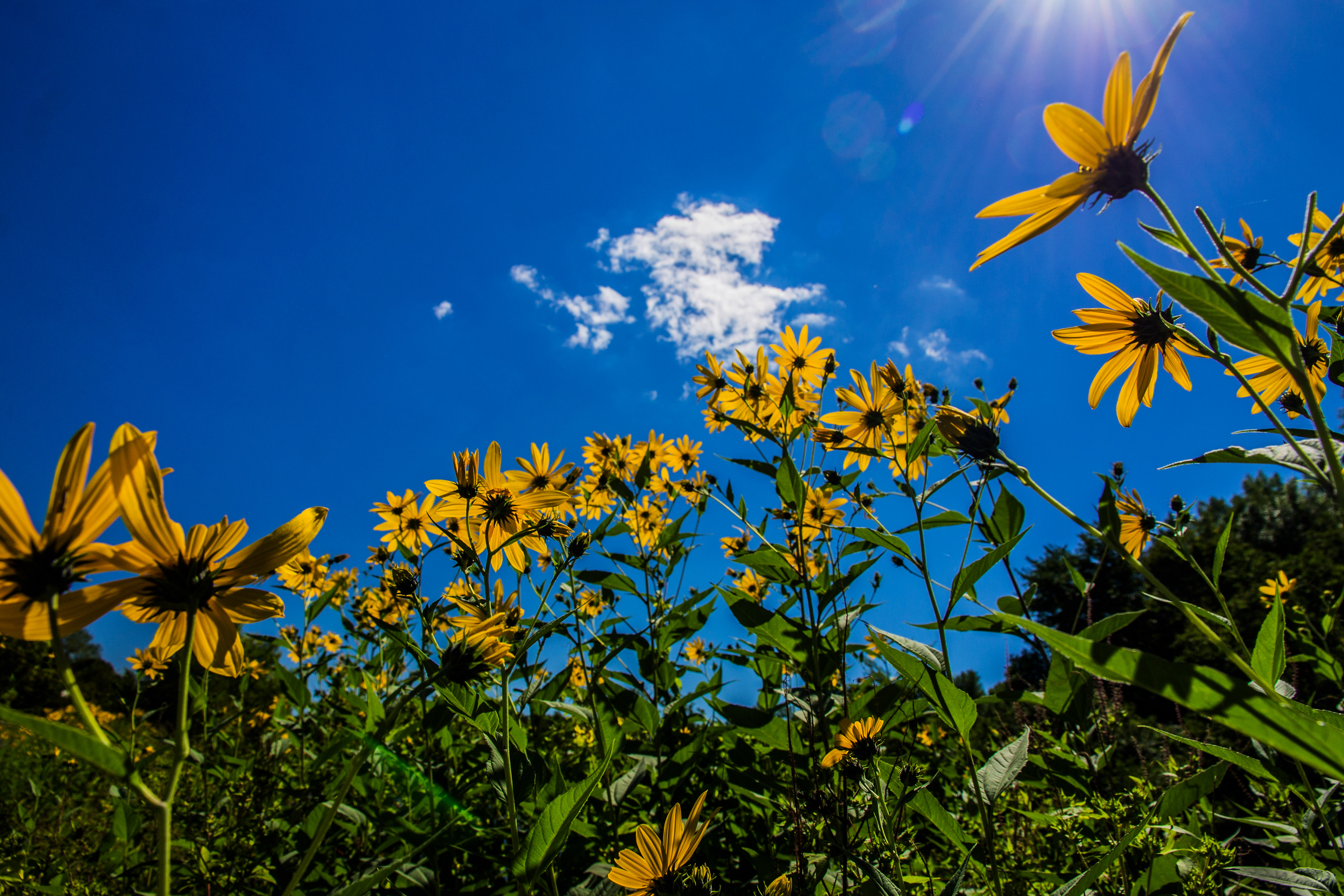 "Reaching for the Sun" - 2015