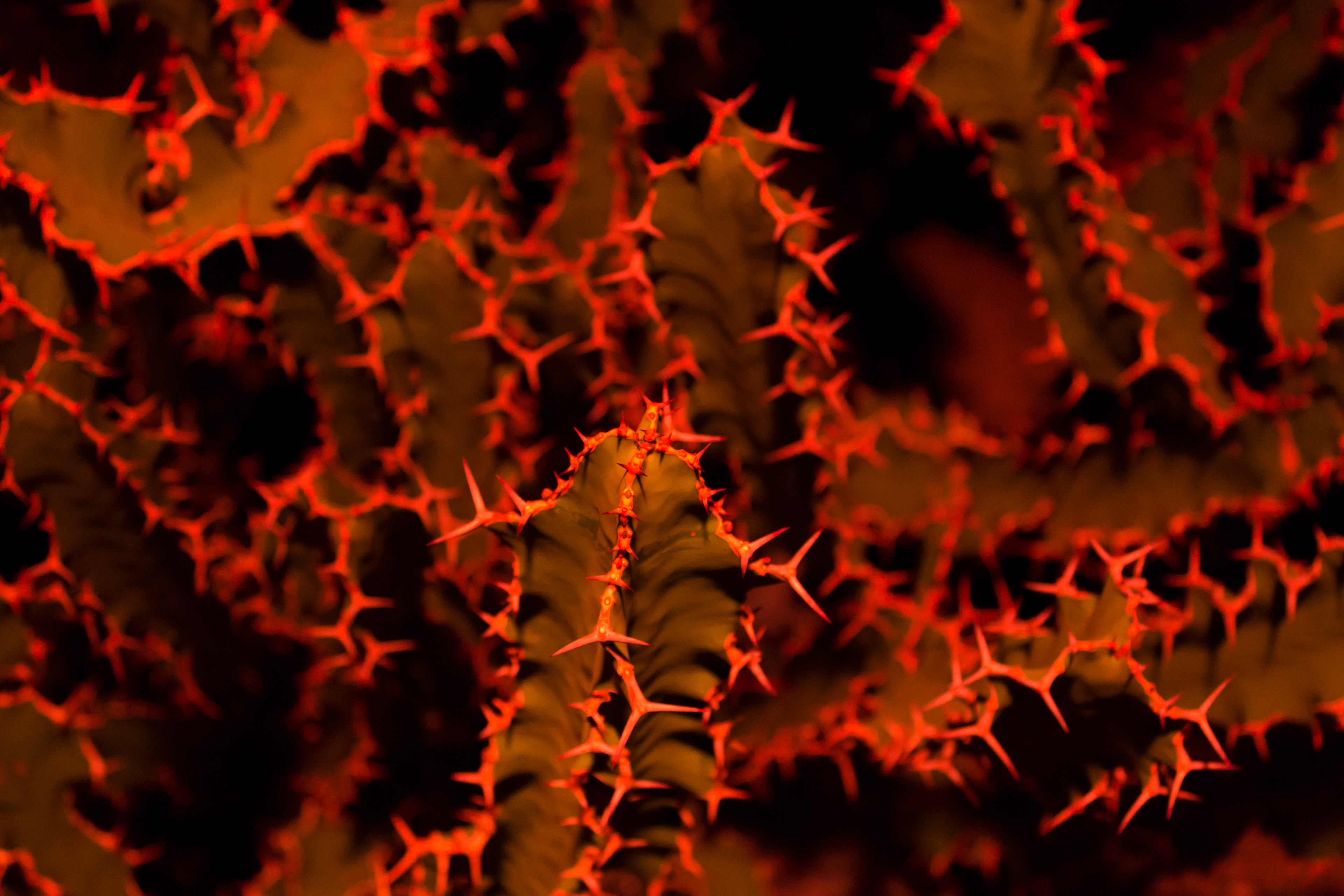 "Night Lights 1: Cactus Inferno" - 2012