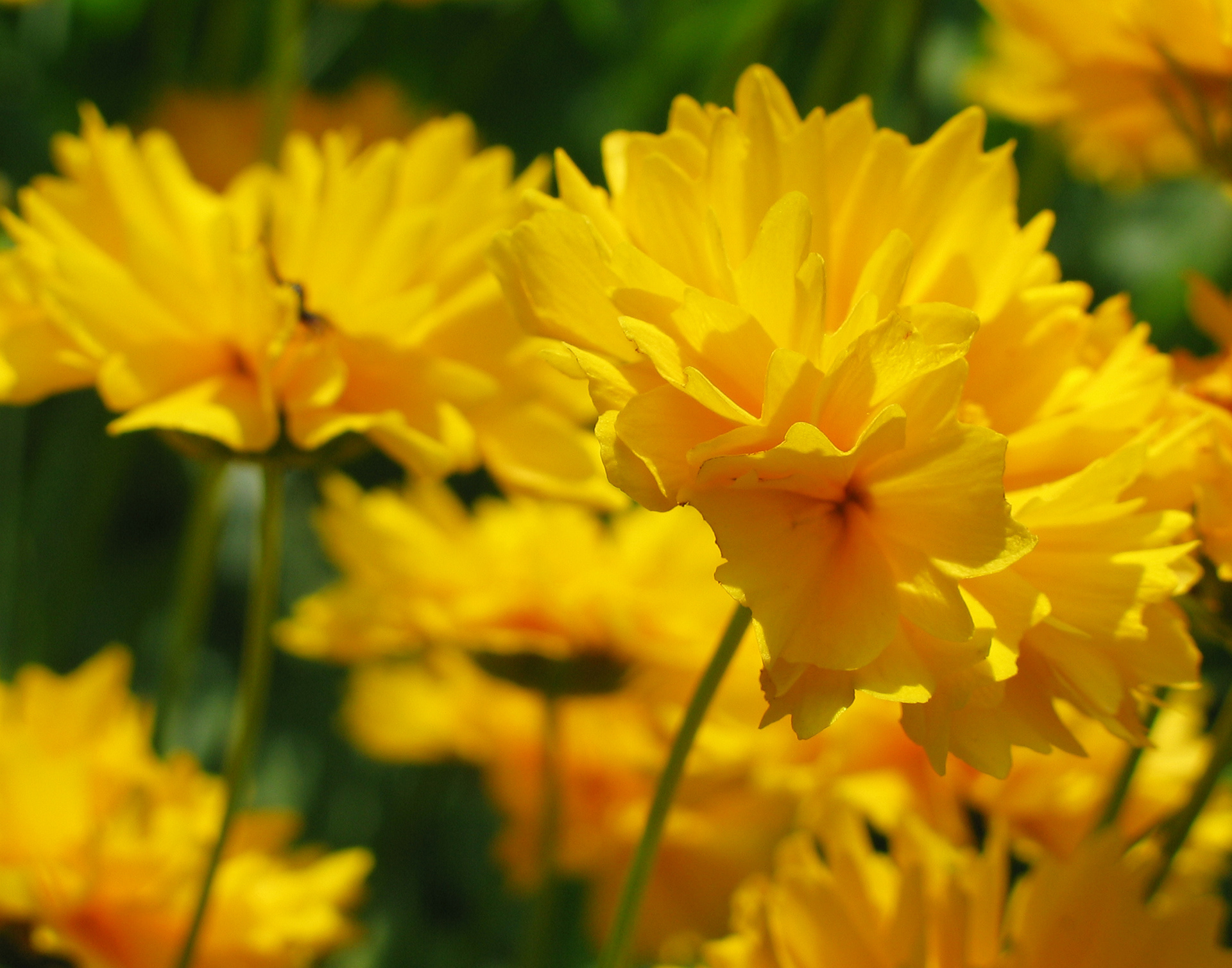 "Golden Blossoms" - 2003