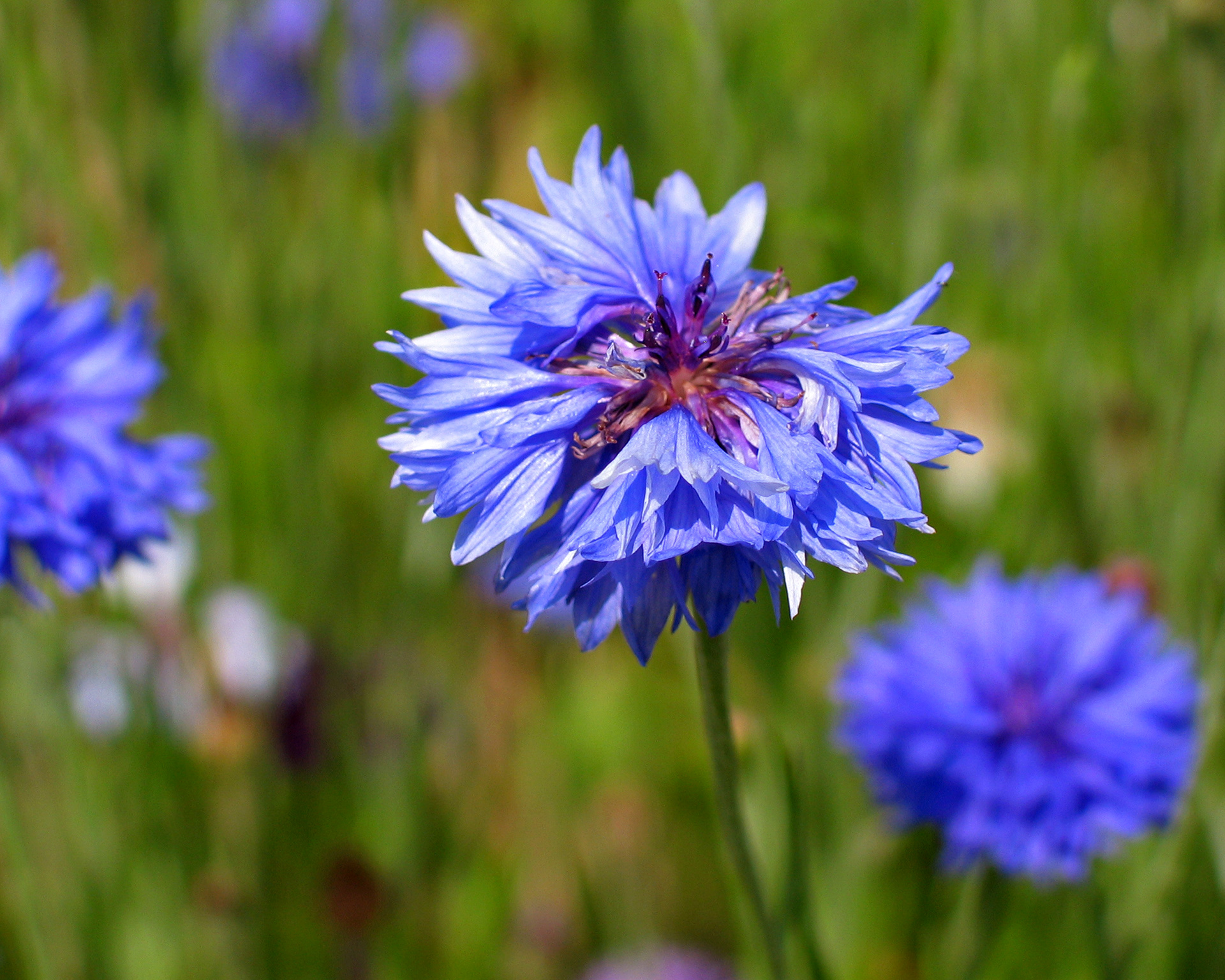 "Blue Blooms" - 2003