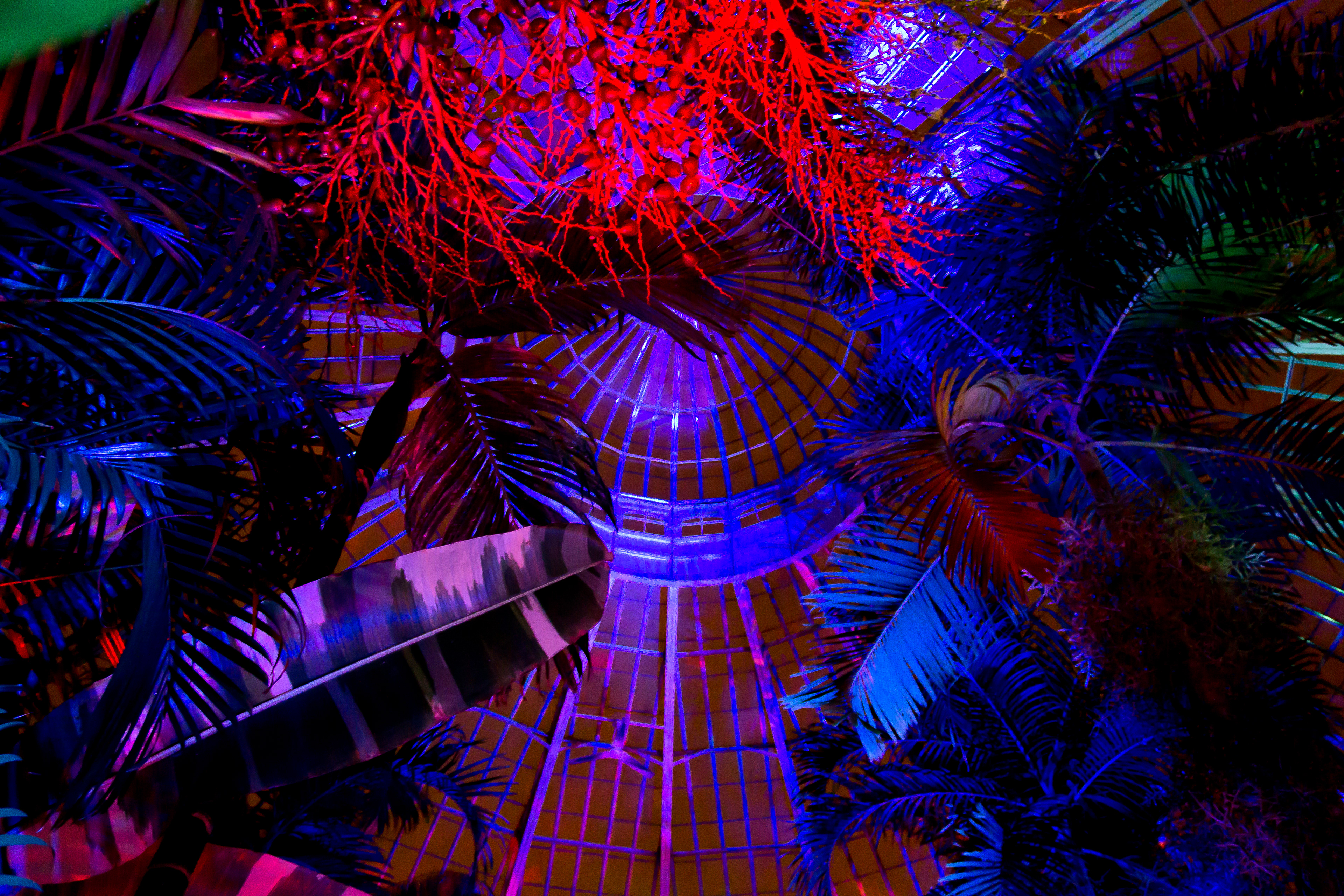 "Night Lights 6 - Electric Palms" - 2012