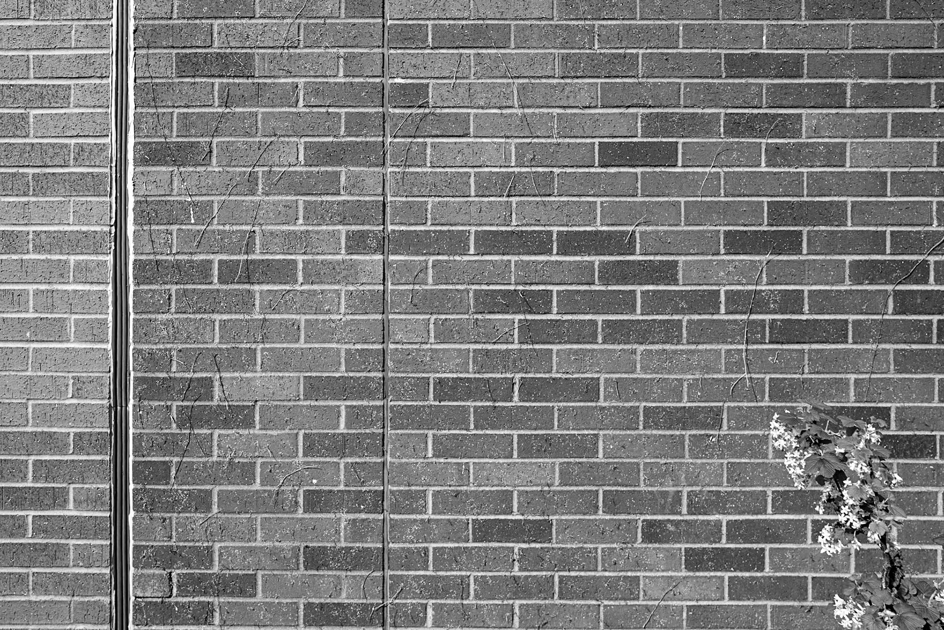 You can see evidence of where very old ivy used to cover this wall.