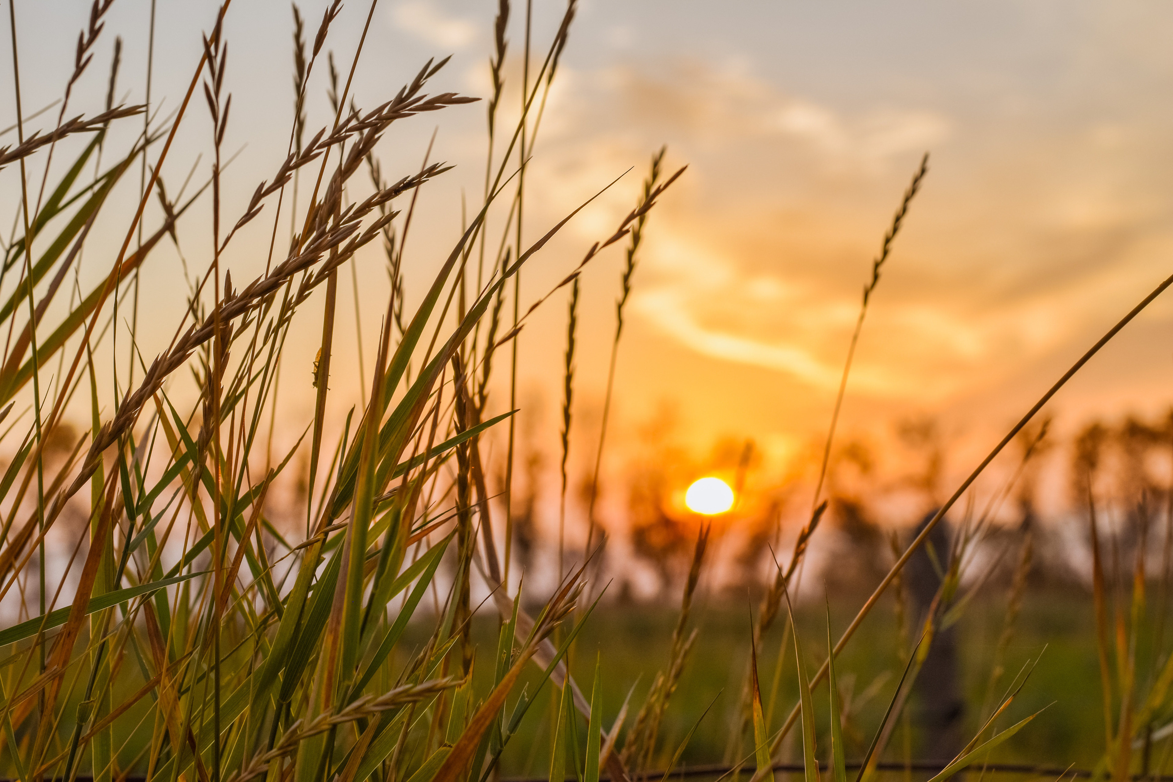 Between the grass