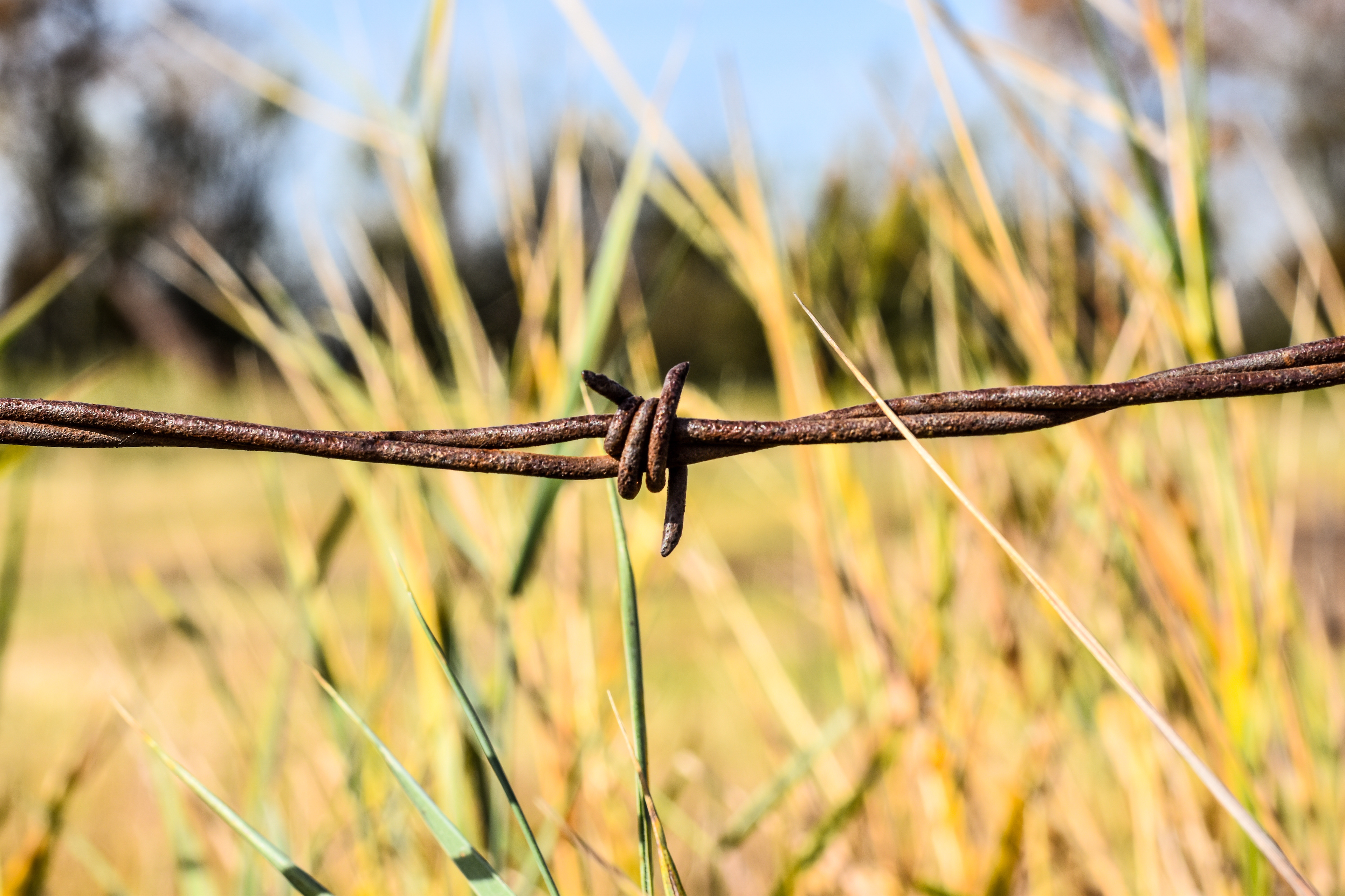 Barbed Wire