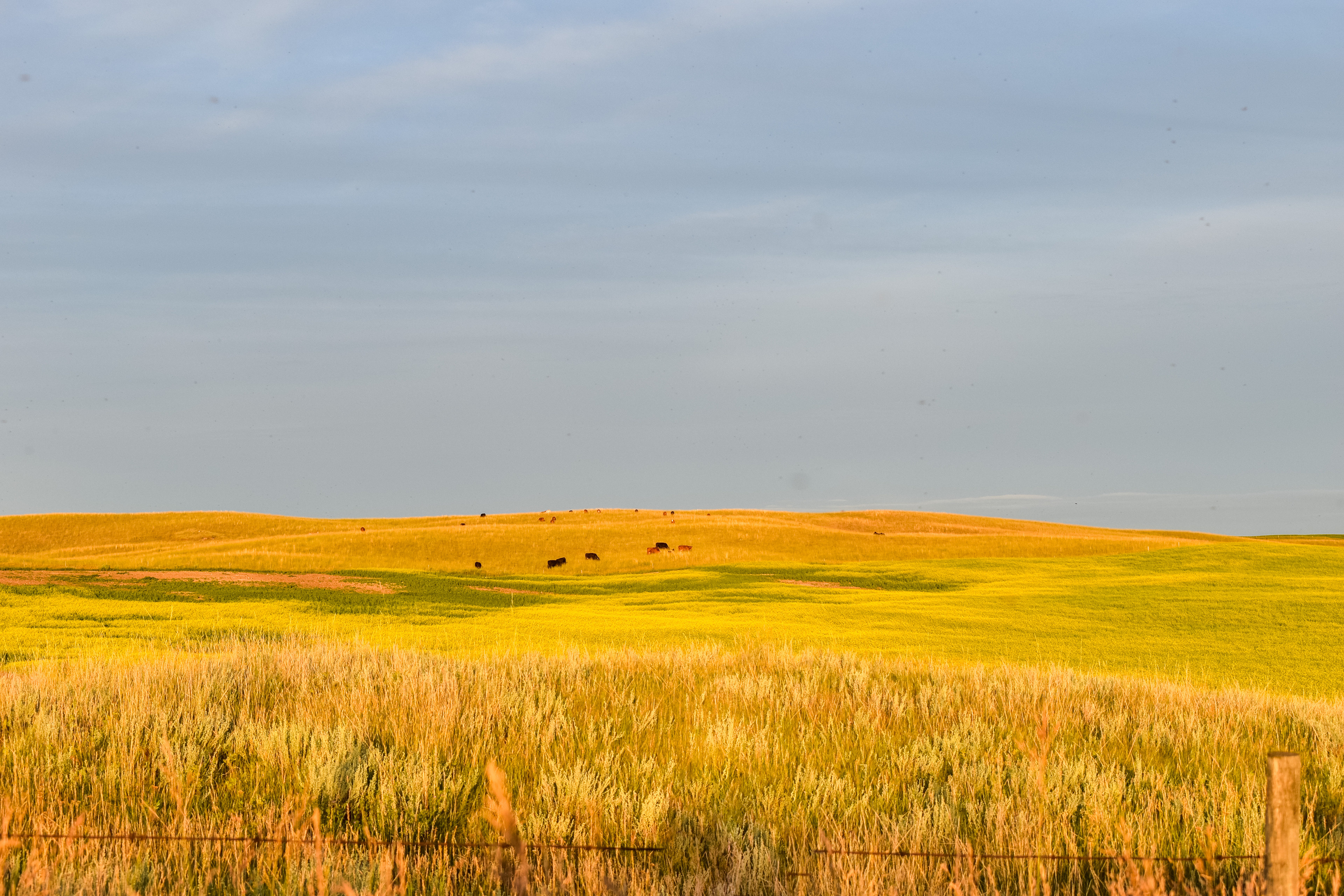 Yellow fields for miles