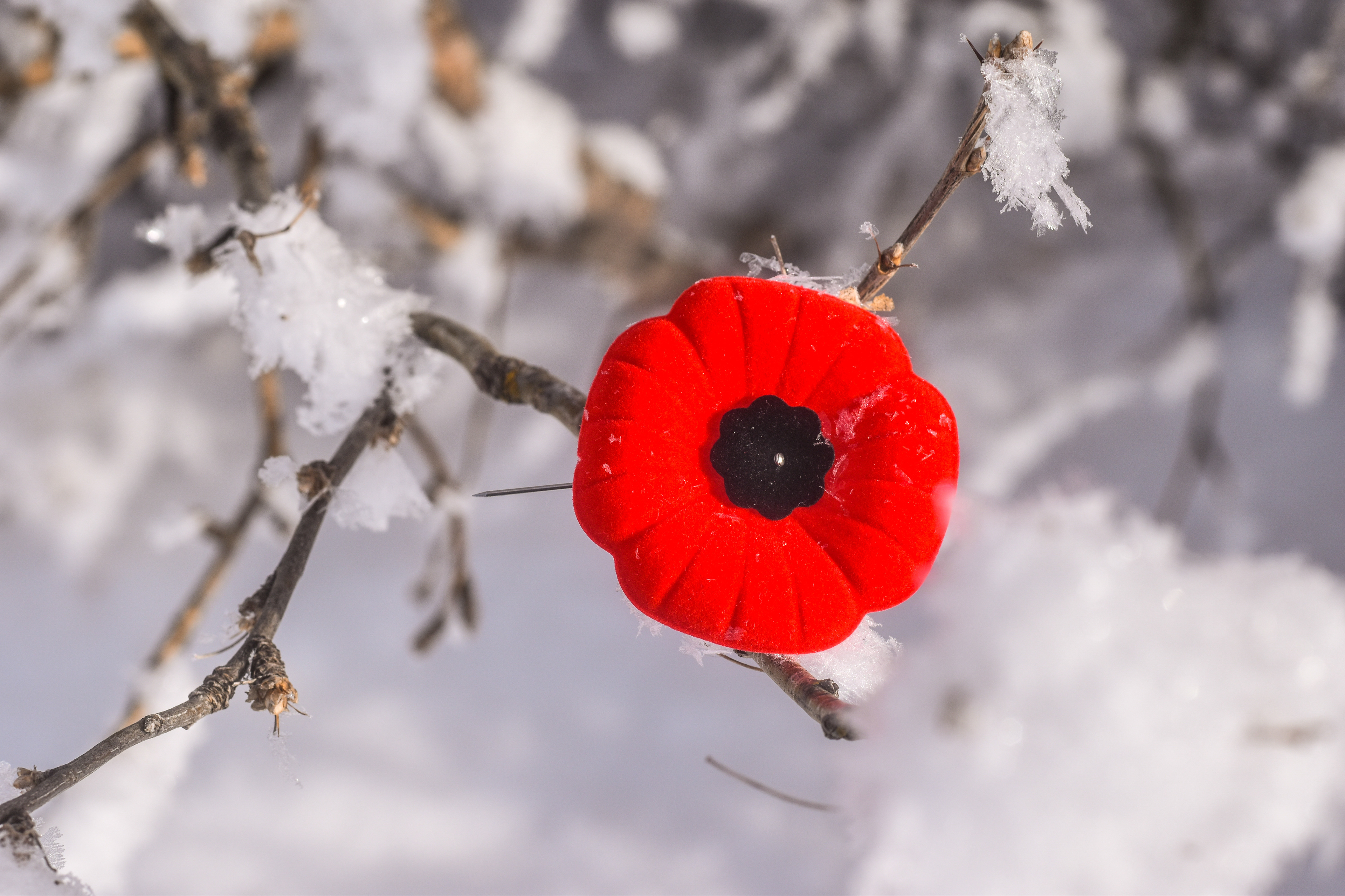 Close up of a Poppy in the frost covered trees