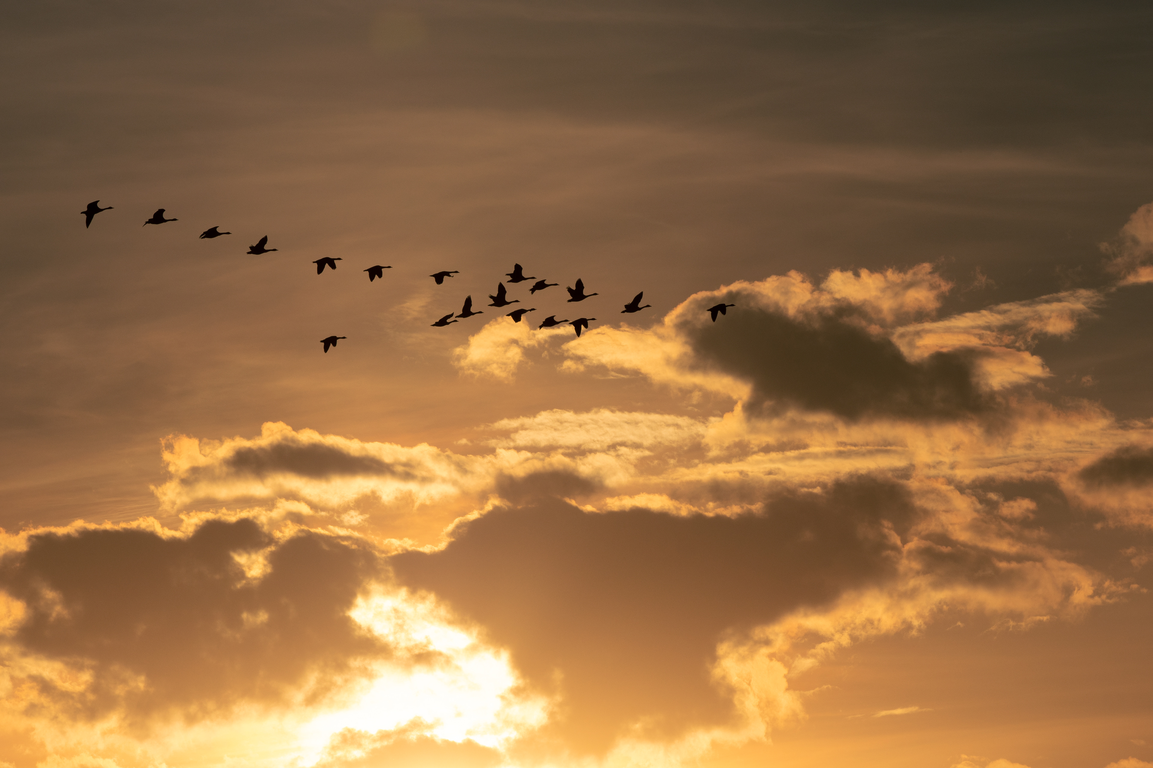 I captured the very relaxing image of these Canadian geese flying over my home