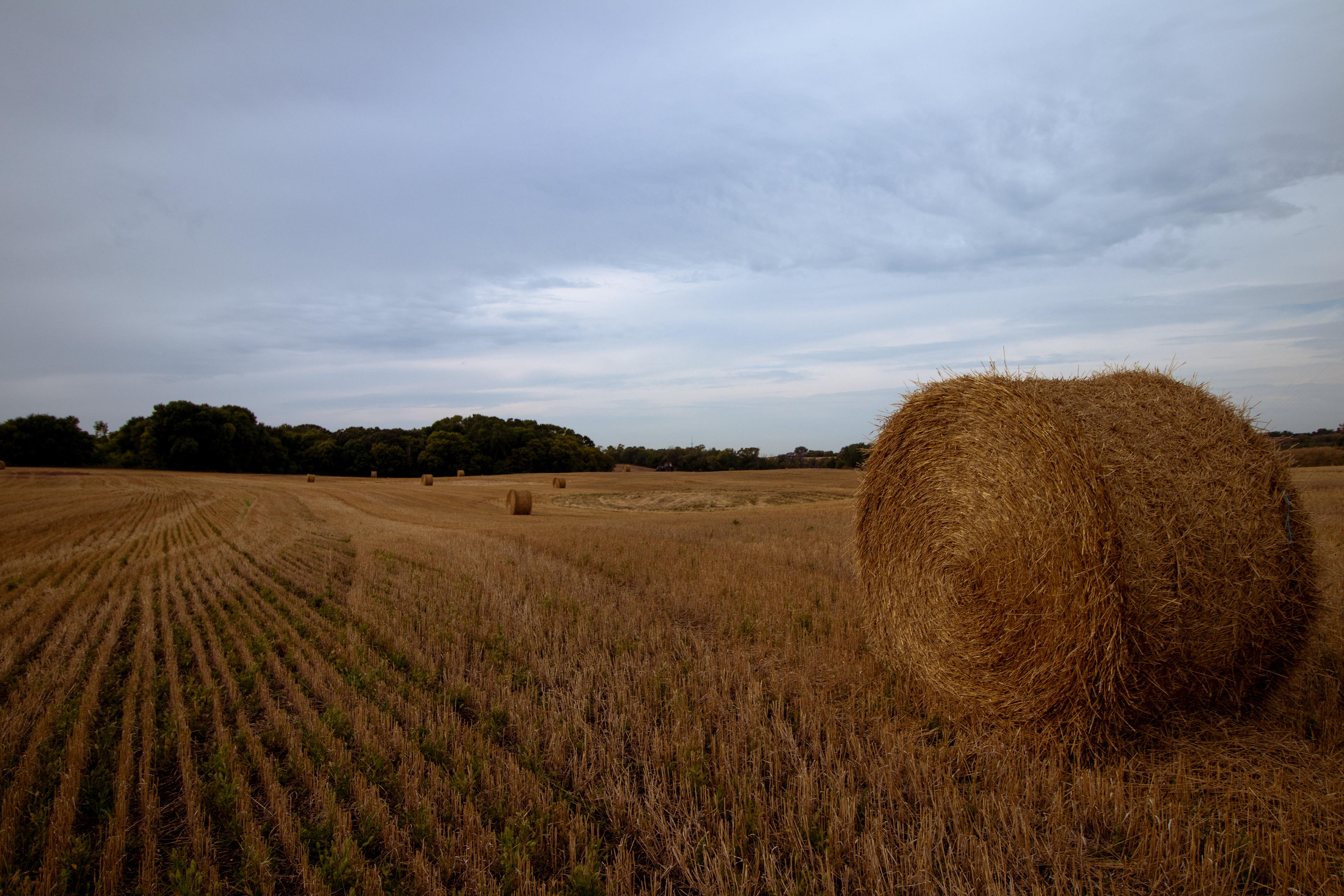 Harvest season photo taken after the farmer was done bailing