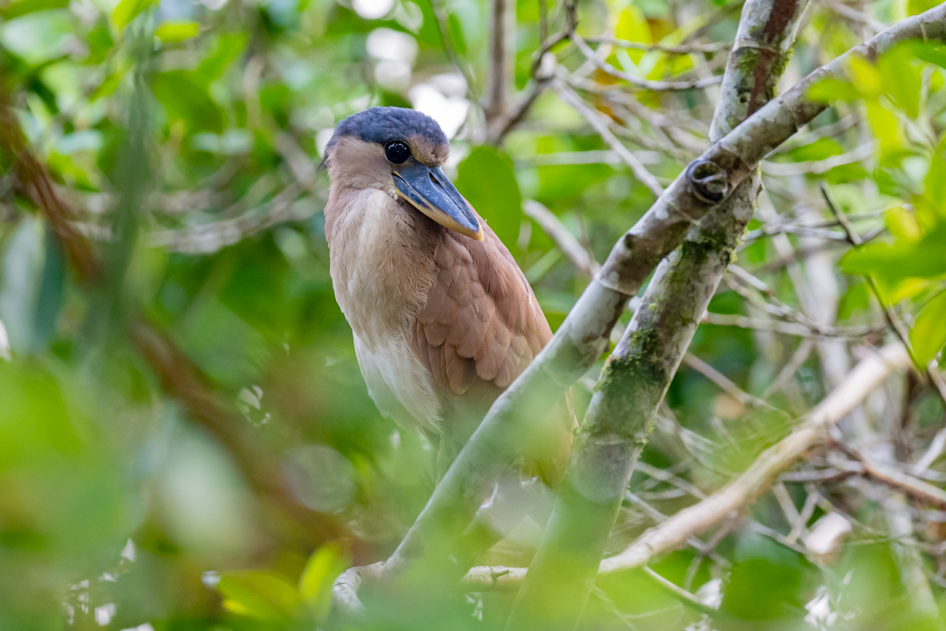 Boat-billed Heron