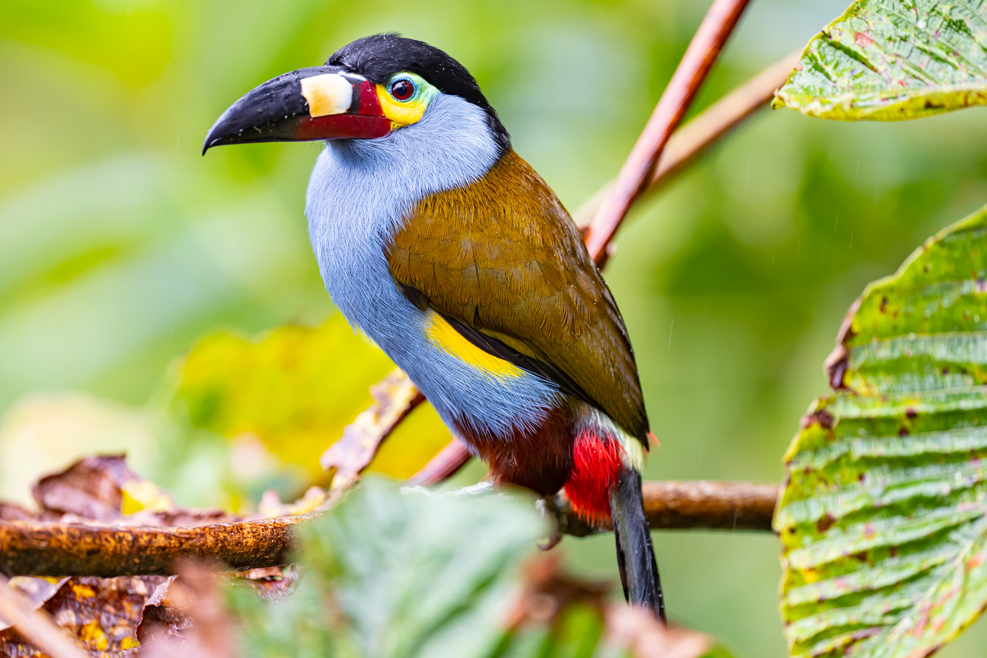 Plate Billed Mountain Toucan