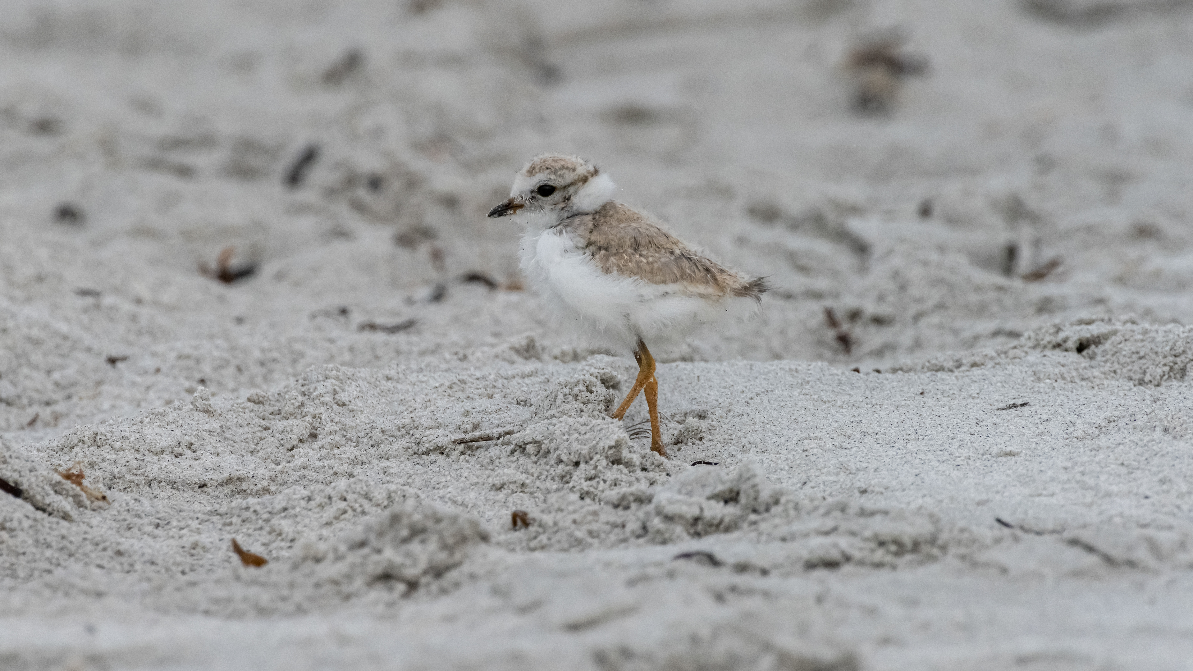 July 14 Update.  A little more adult looking.  Still only able to find one, but given how crowded the beaches were over weekend, happy to see one.