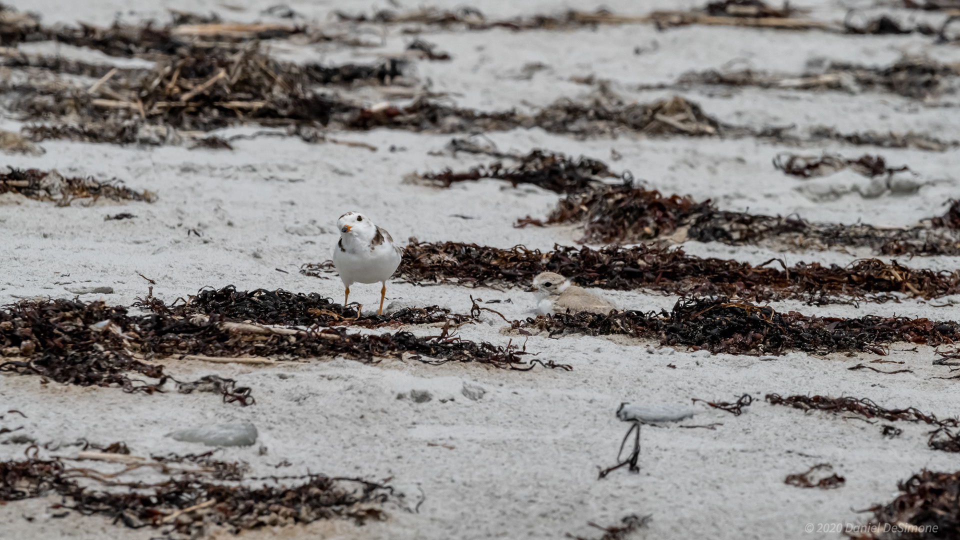 Parent looking for danger in the sky, told child to hunker down