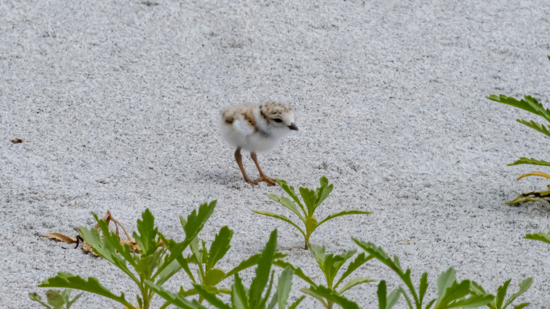 Within a day or 2 of hatch, eastern nest.  June 22