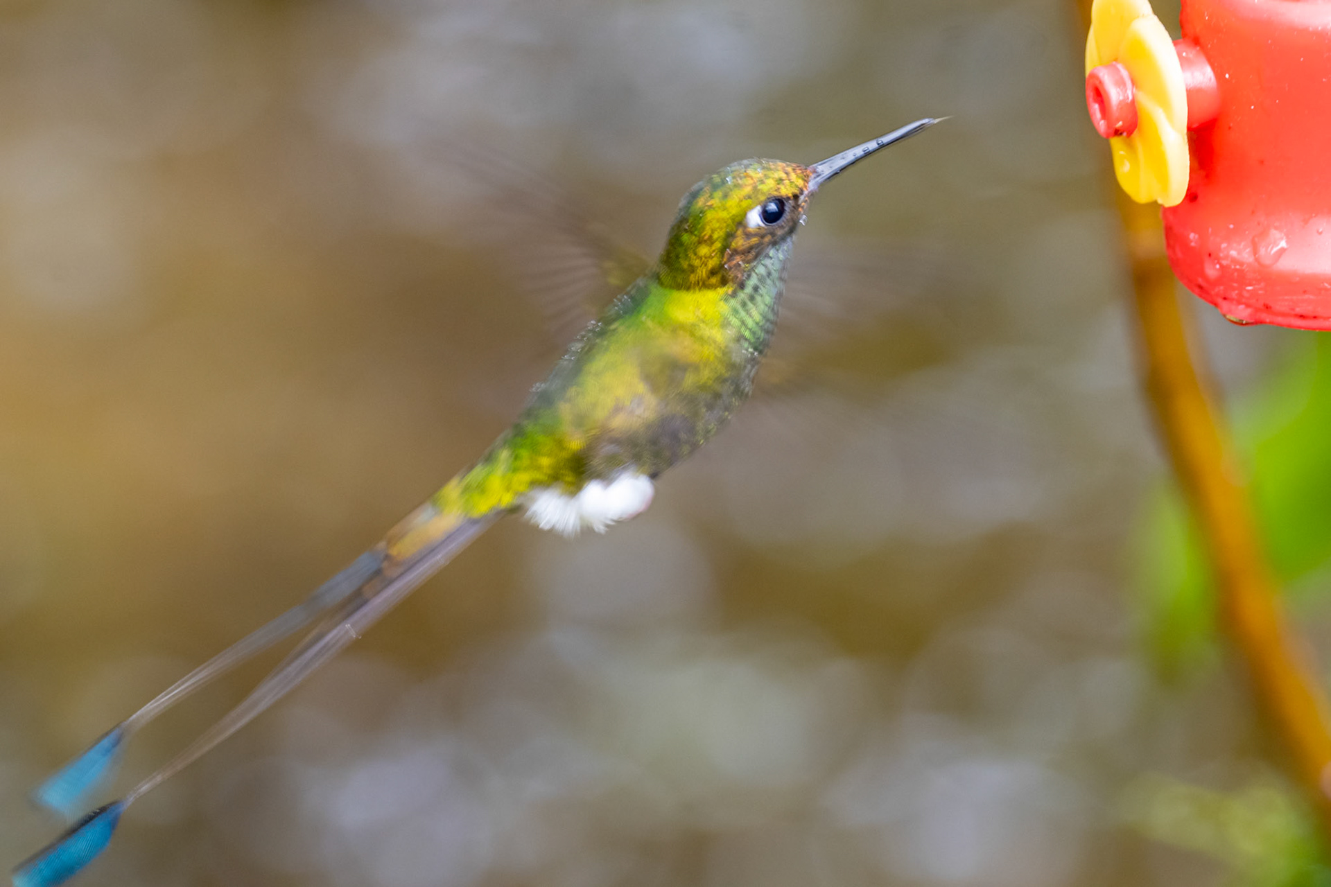 White-booted racquet-tail