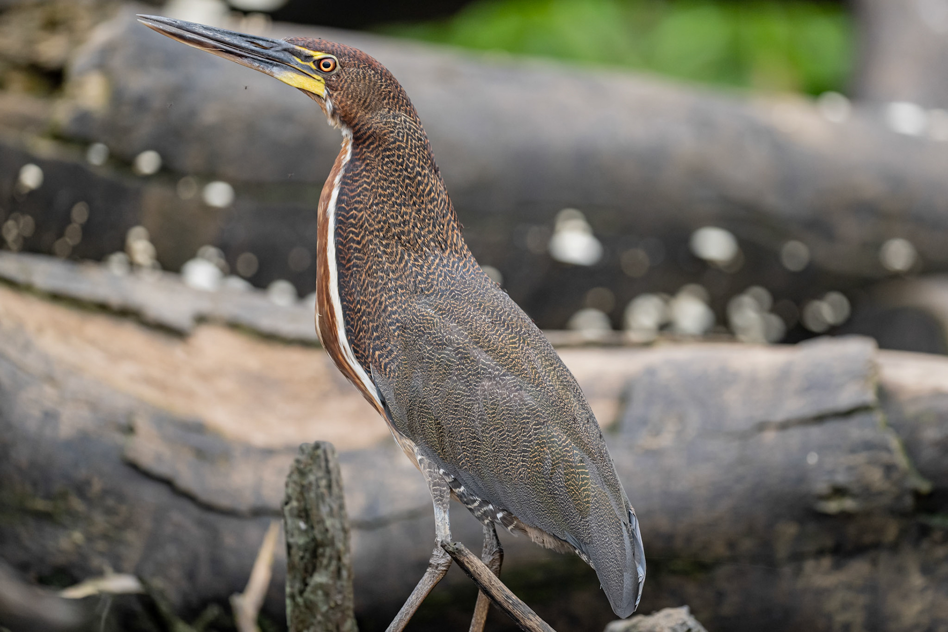 Fasciated Tiger-Heron