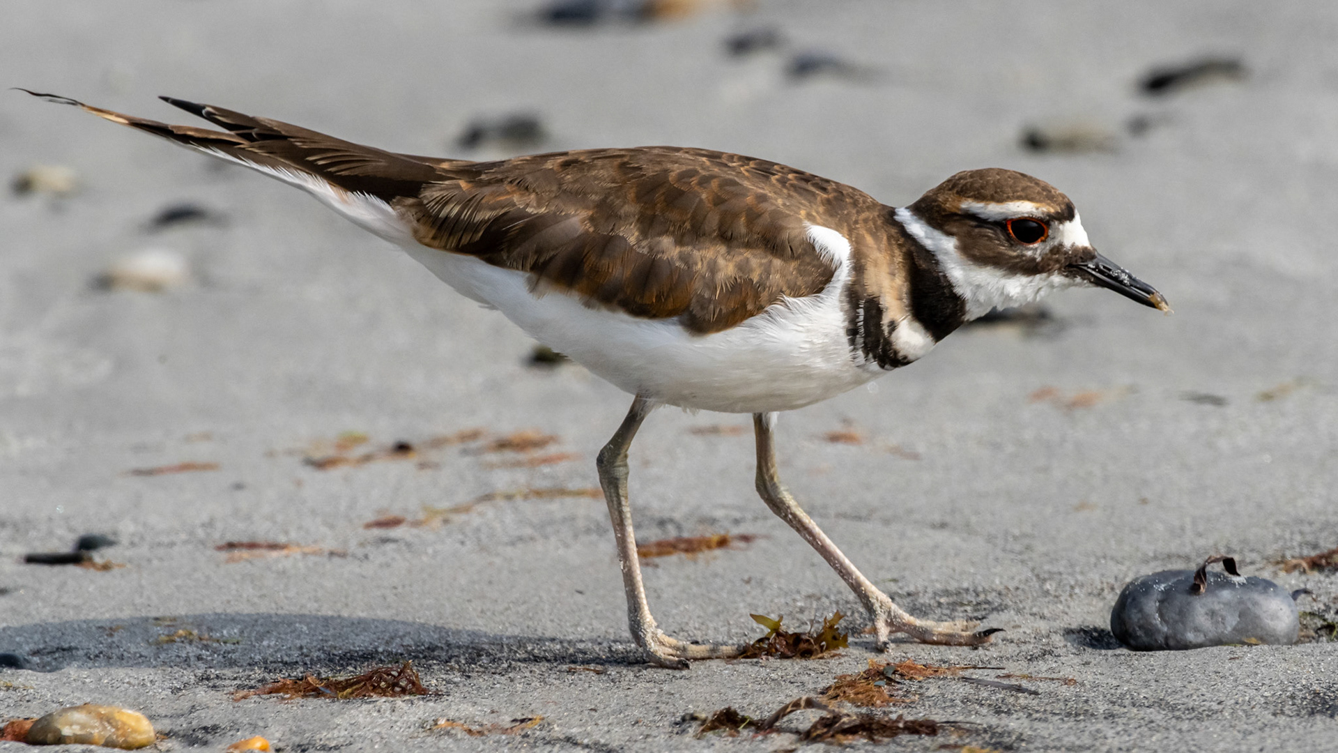 Killdeer, so named for its call