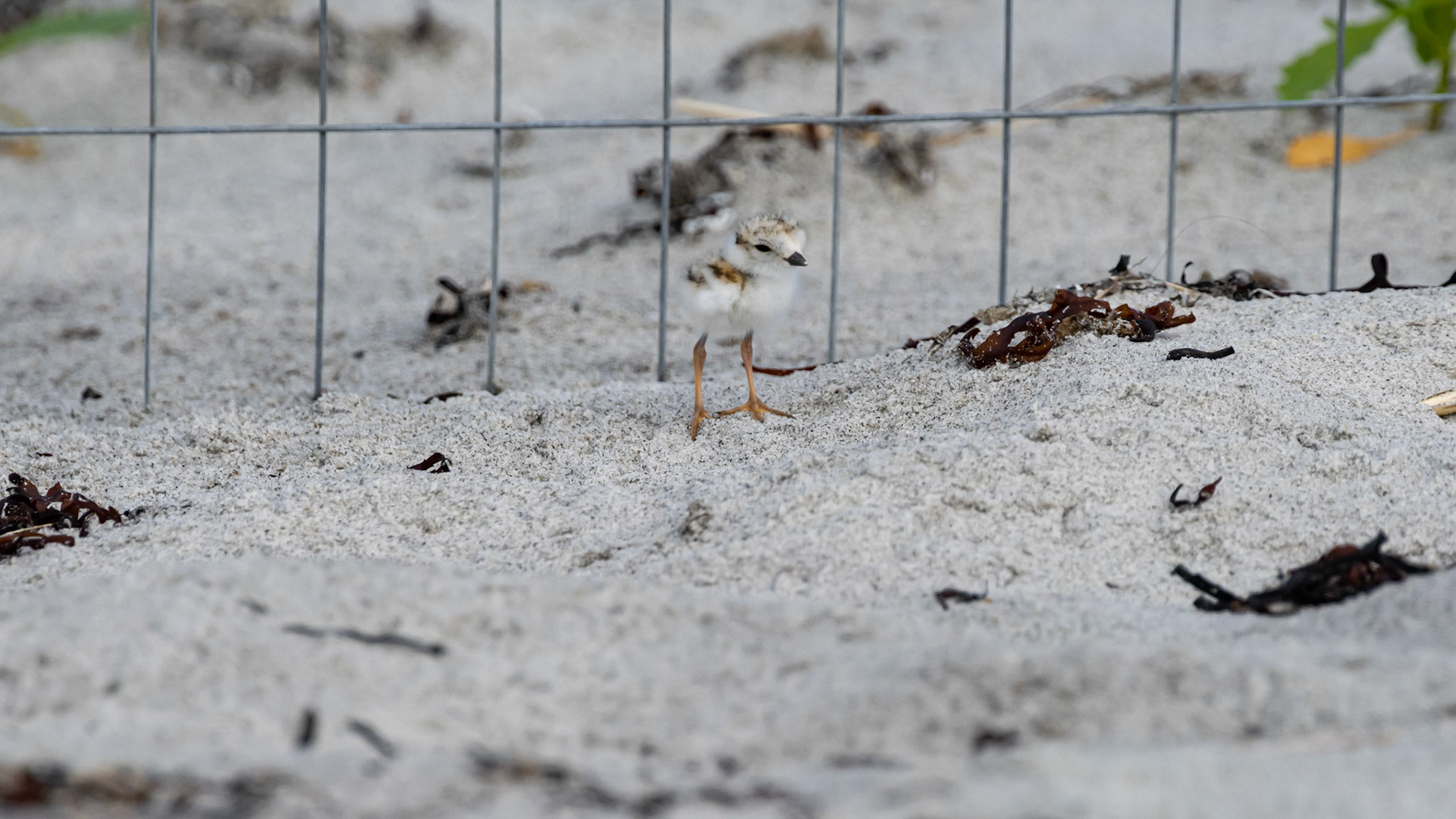 One of the first hatchlings from western nest.  June 25