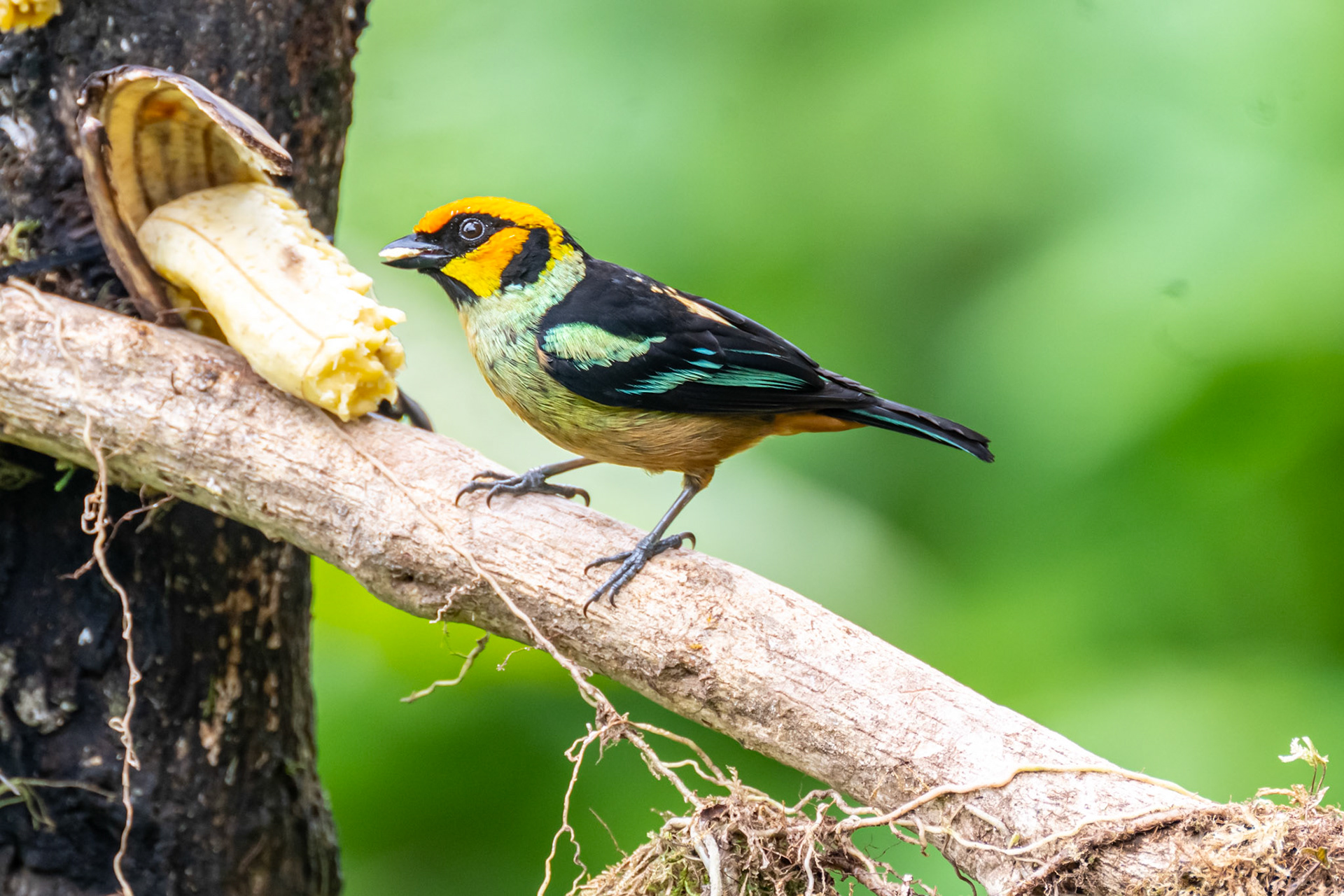 Flame Faced Tanager