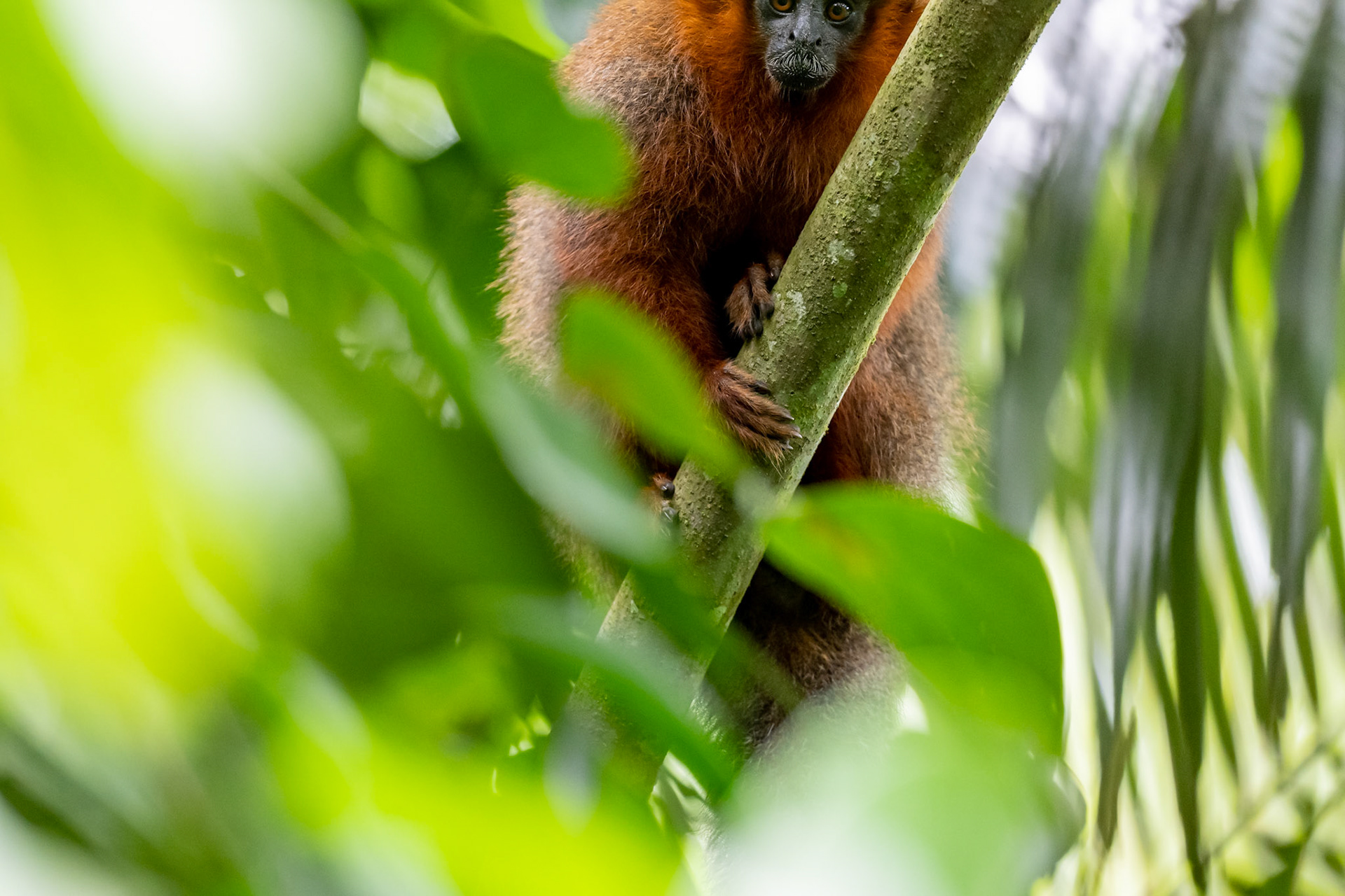 Tamarin Monkey