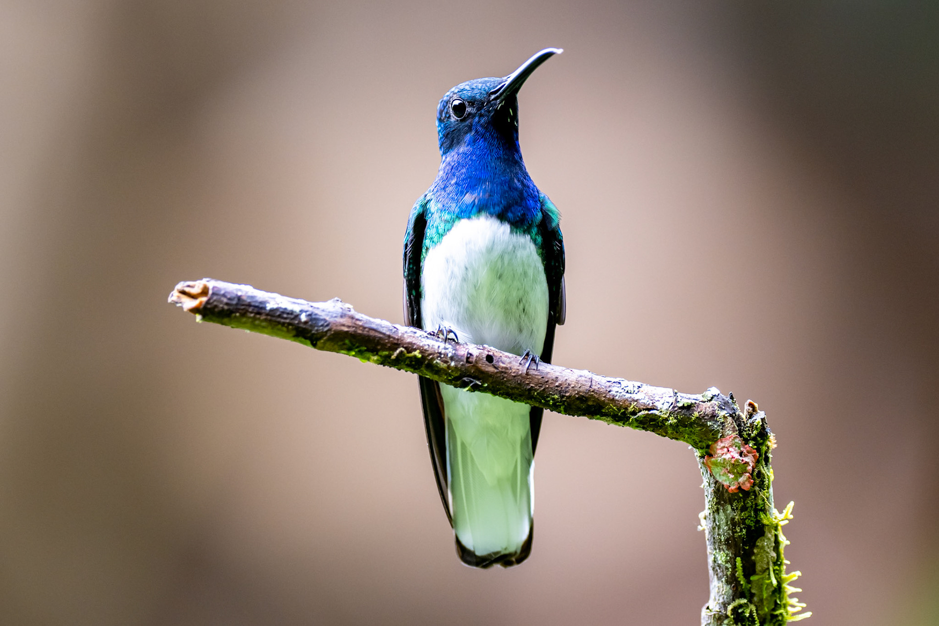 White-necked Jacobin
